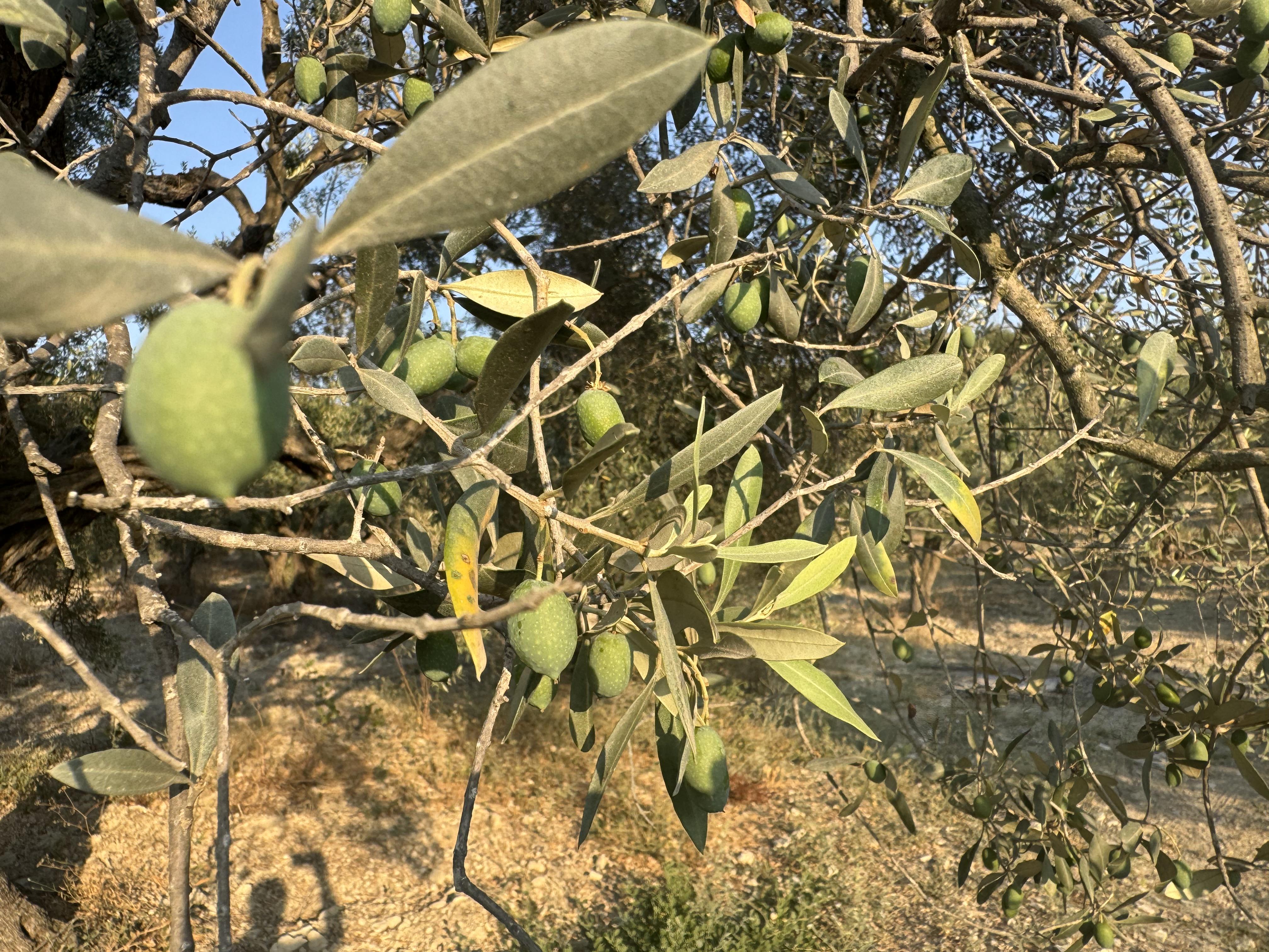 Aydın Kuşadası Satılık Zeytinyağı