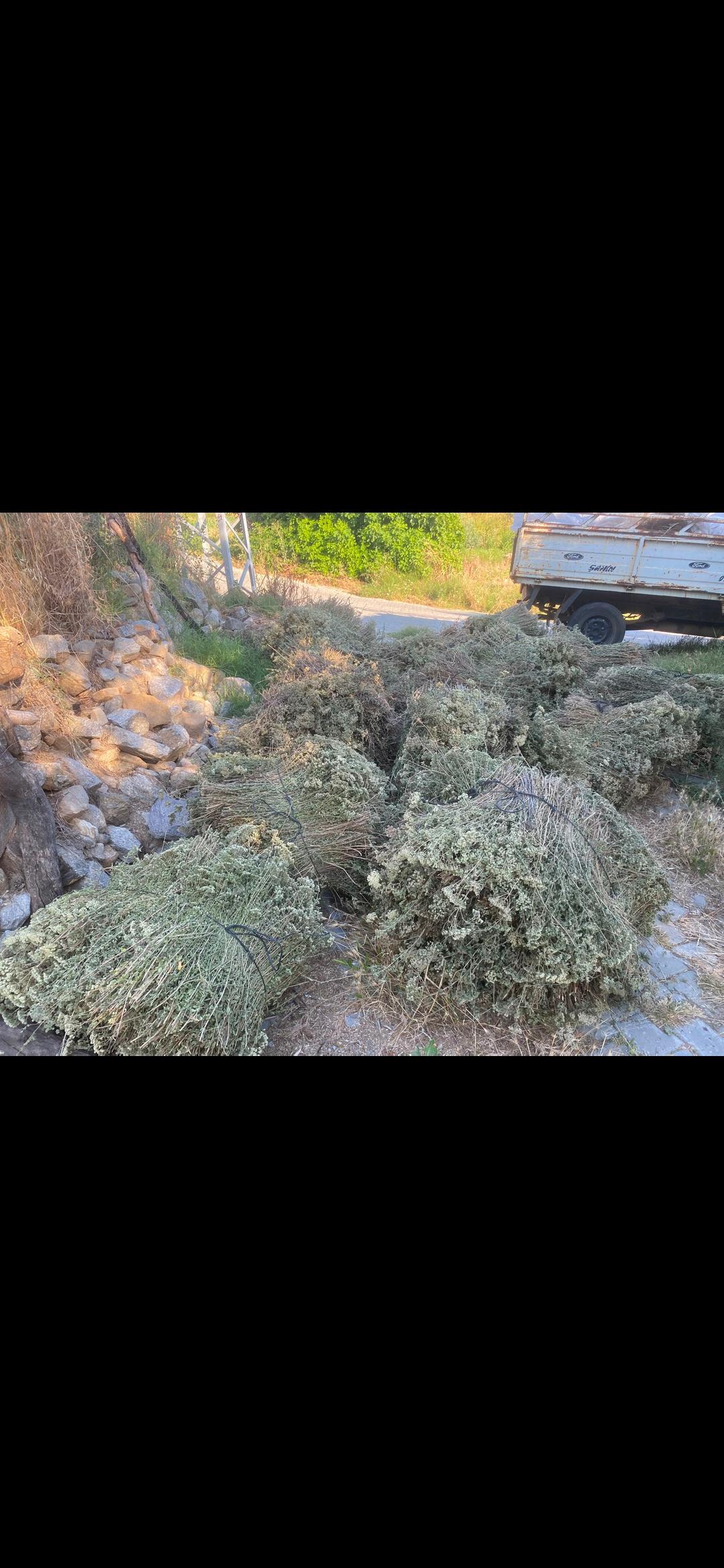 Aydın Nazilli Satılık Kekik