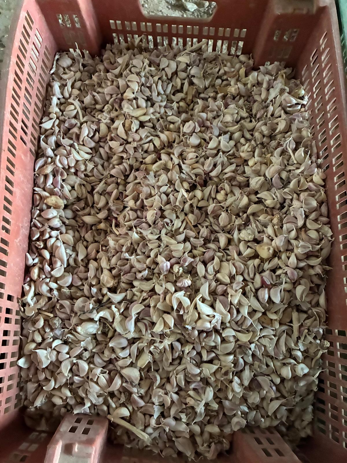 Şanlıurfa Birecik Satılık Sarımsak tohumu