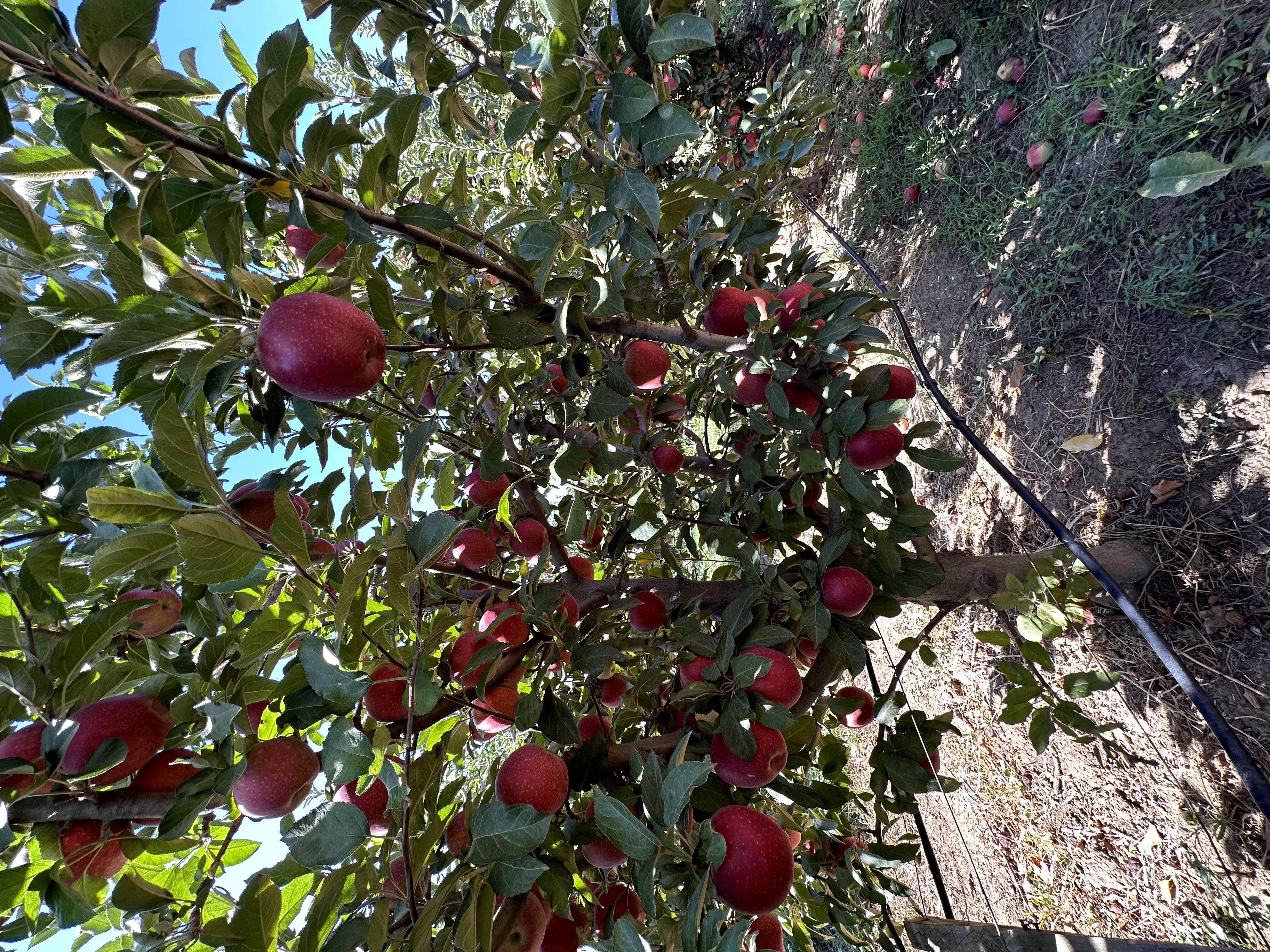 Elma - Melik Türkoğlu tarafından verilen satılık golden delicious çeşidi elma  ilanını ve diğer satılık elma ilanlarını tarimziraat.com adresinde bulabilirsiniz