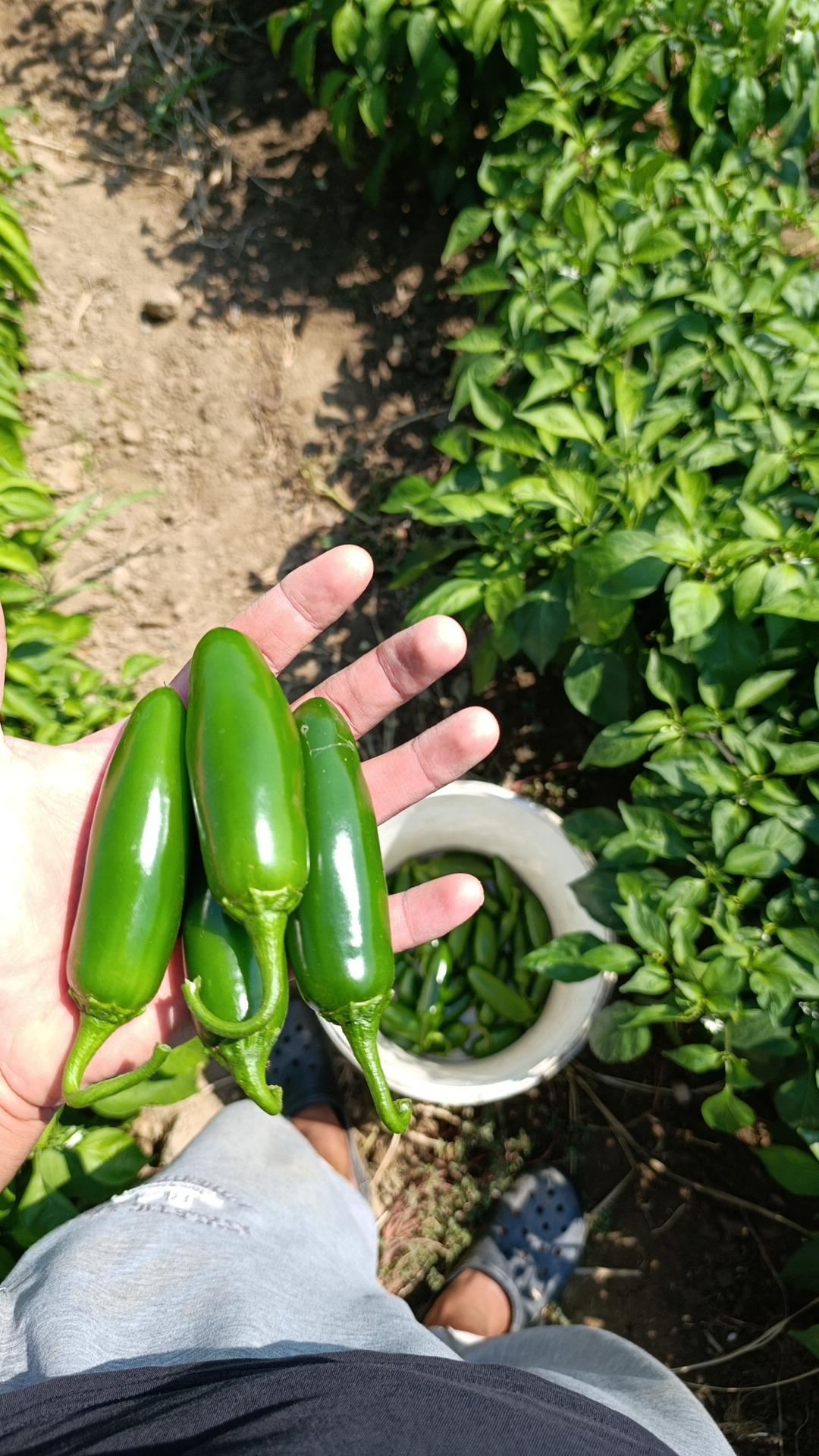 Manisa Gördes Satılık Biber (Jalopena)