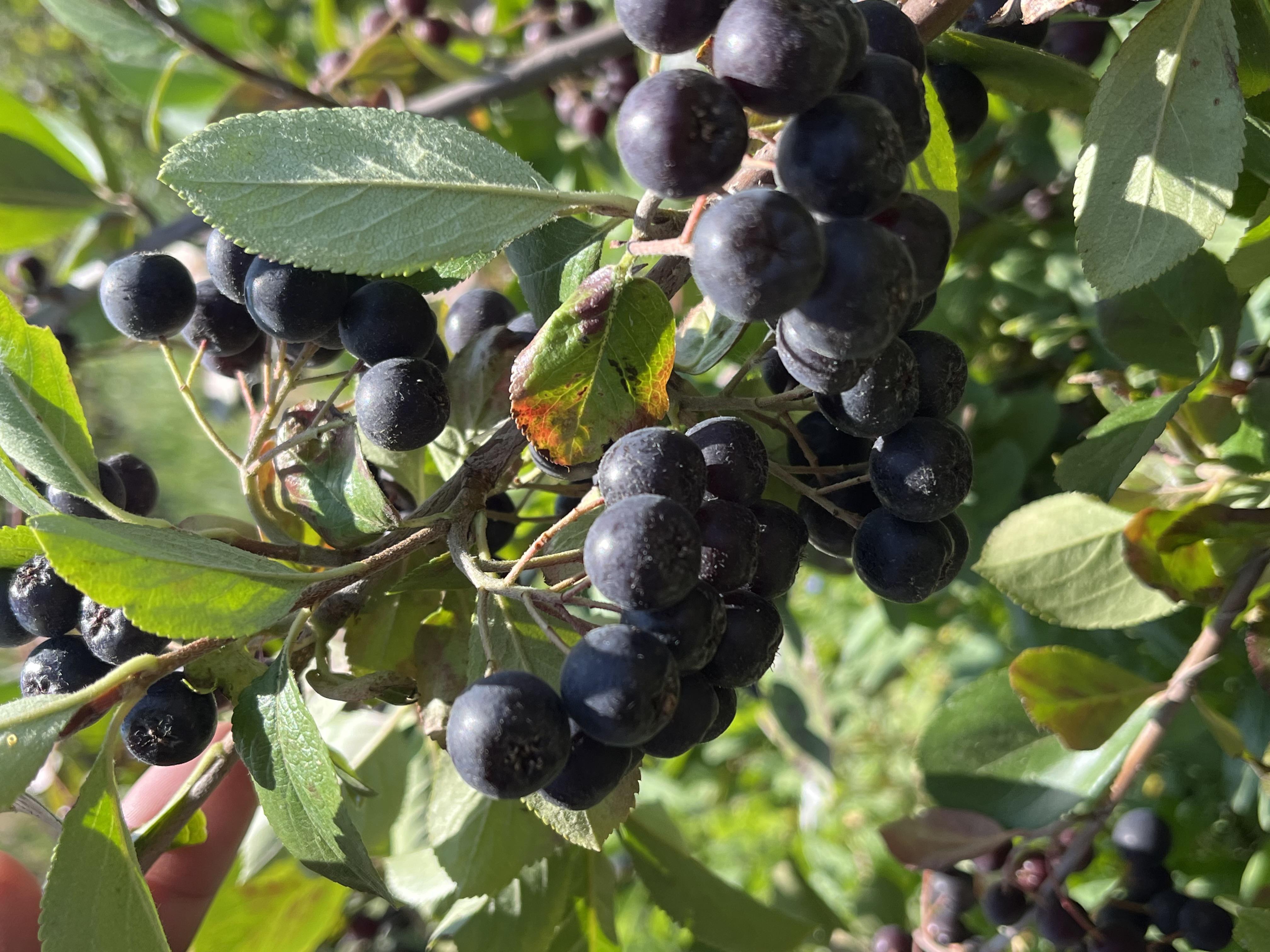 Aronia - Besim Çağrı İçöz tarafından verilen satılık viking çeşidi aronia  ilanını ve diğer satılık aronia ilanlarını tarimziraat.com adresinde bulabilirsiniz