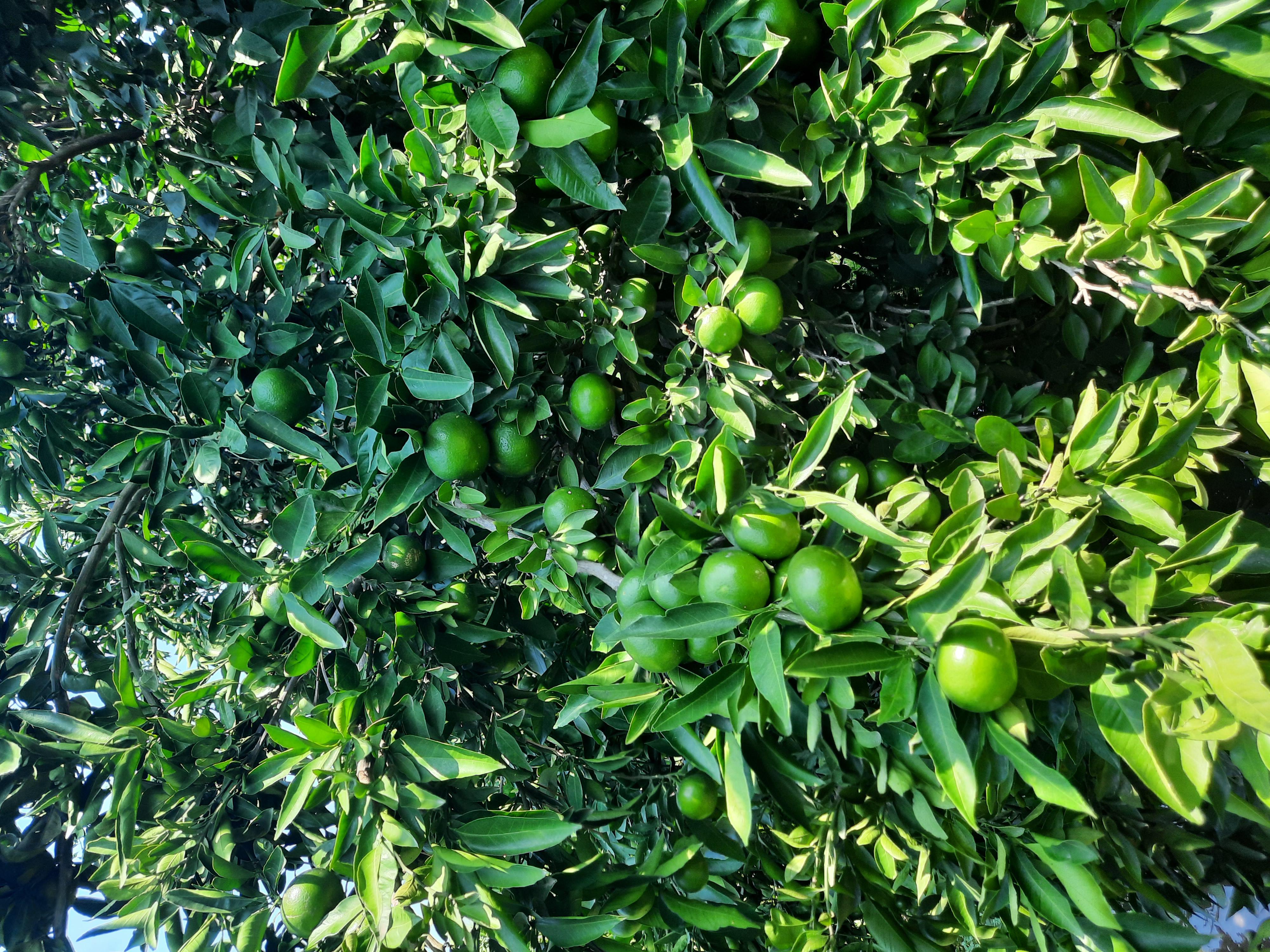 Osmaniye Merkez Satılık Mandalina
