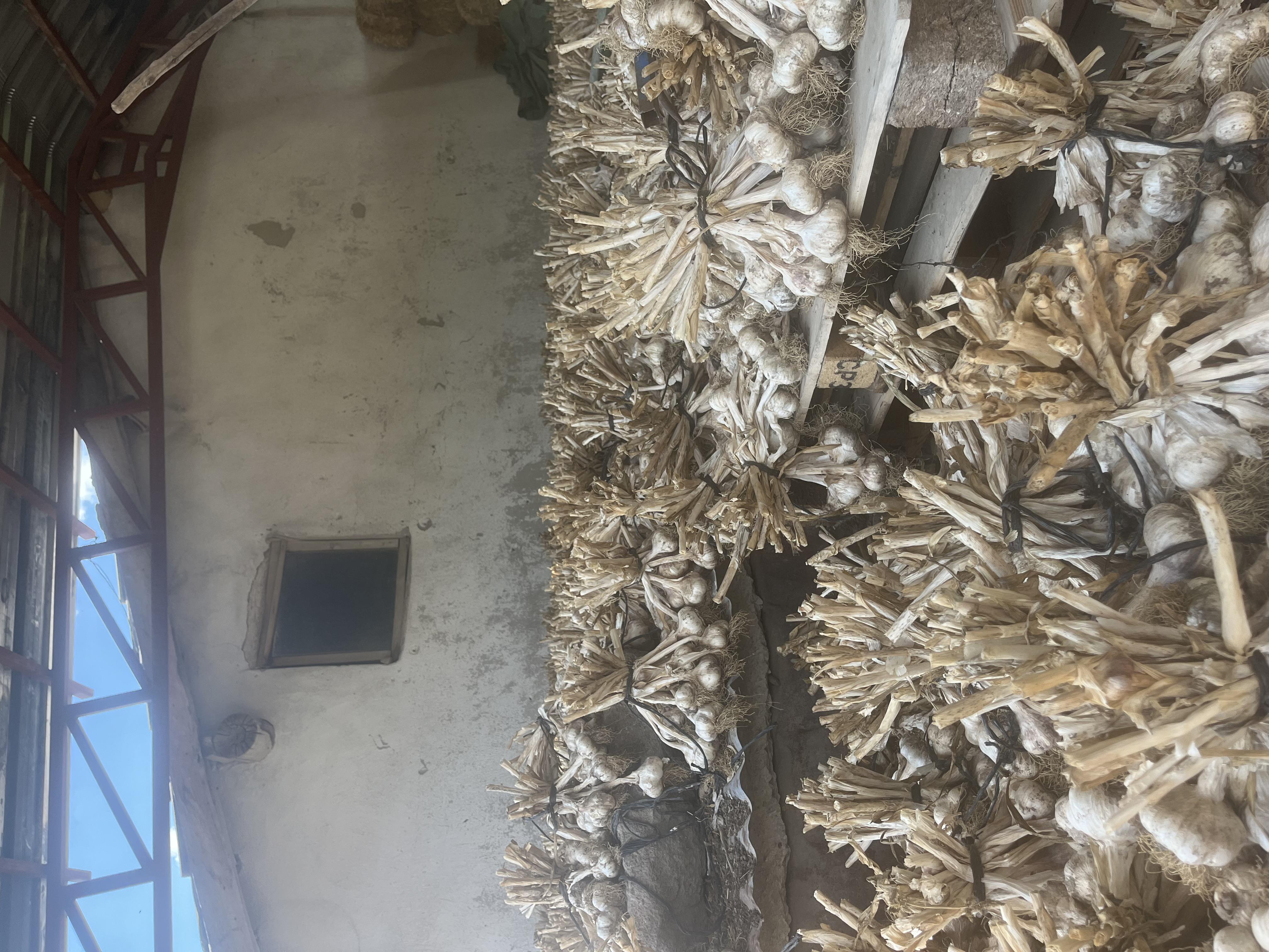 Konya Seydişehir Satılık Sarımsak