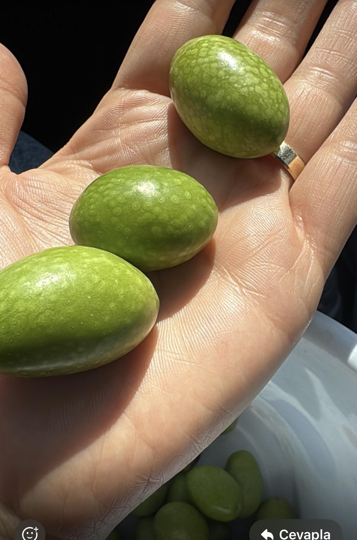 Aydın Didim Satılık Zeytin