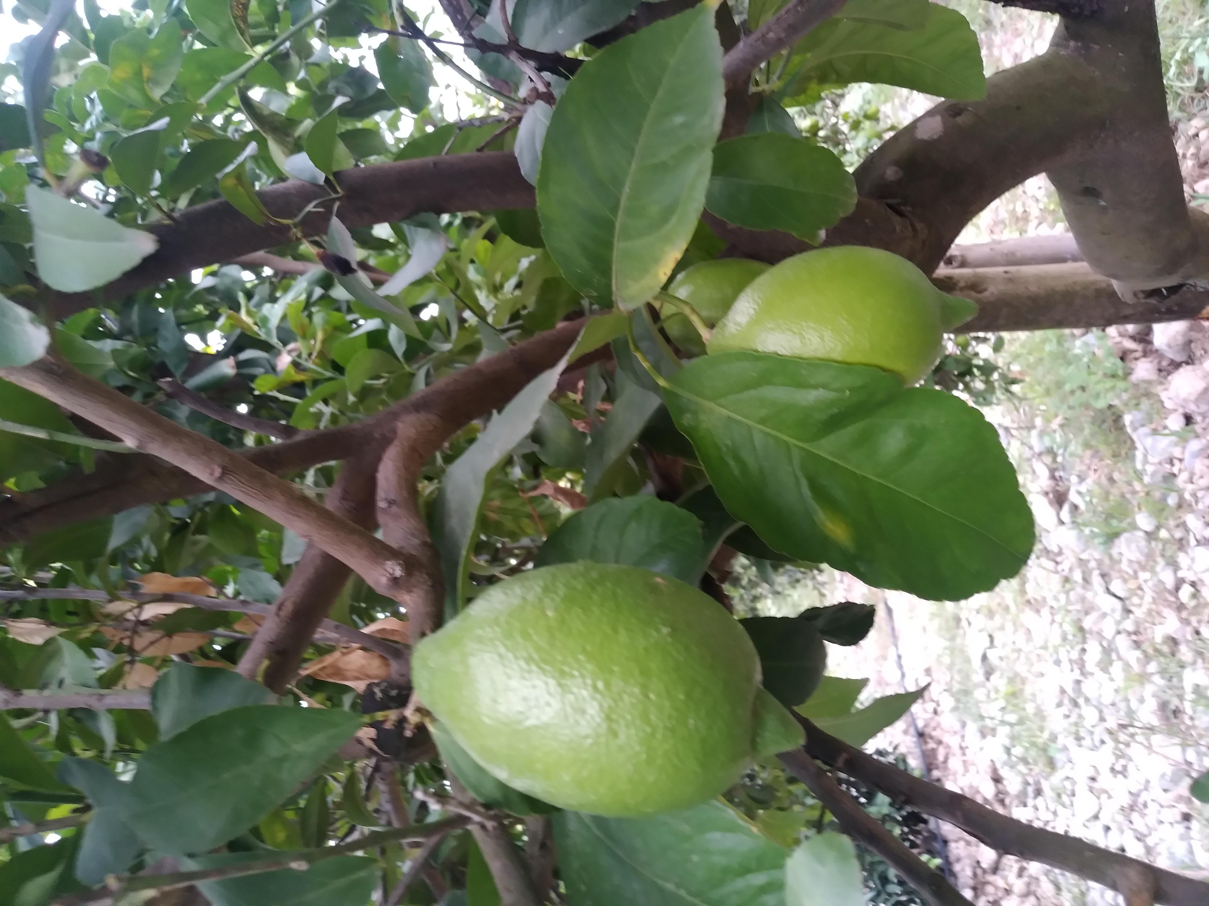 Limon - Elvan Mutlu tarafından verilen satılık enter çeşidi limon  ilanını ve diğer satılık limon ilanlarını tarimziraat.com adresinde bulabilirsiniz