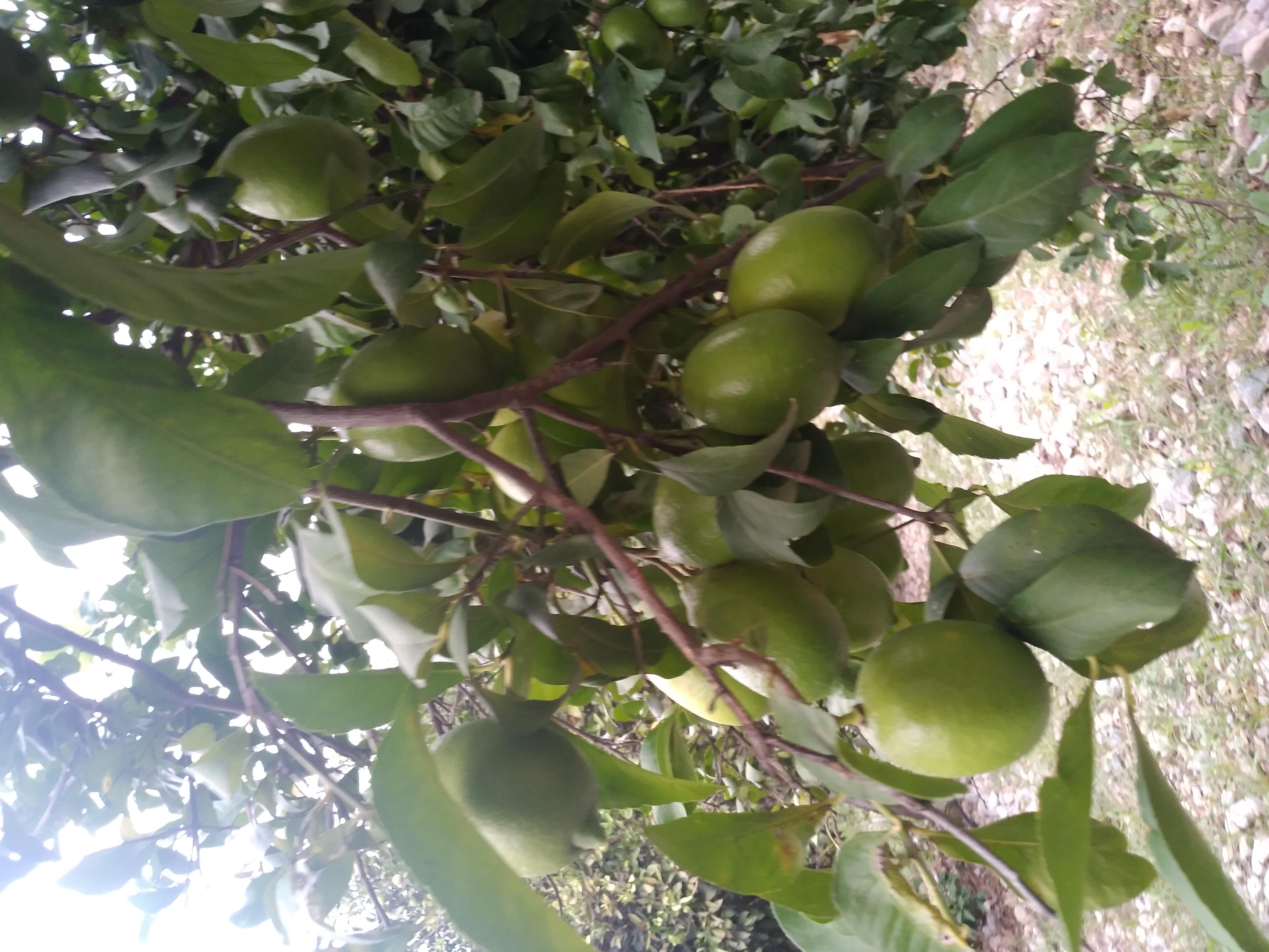 Muğla Köyceğiz Satılık Limon