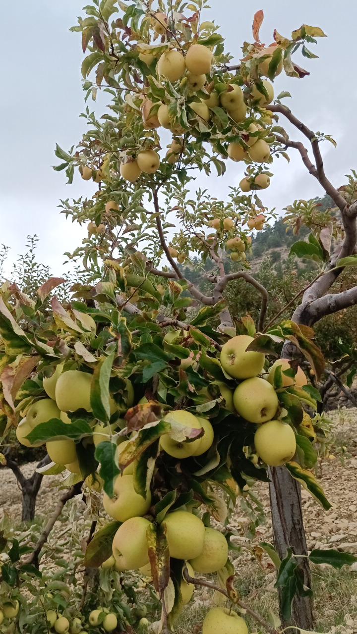 Karaman Ermenek Satılık Elma