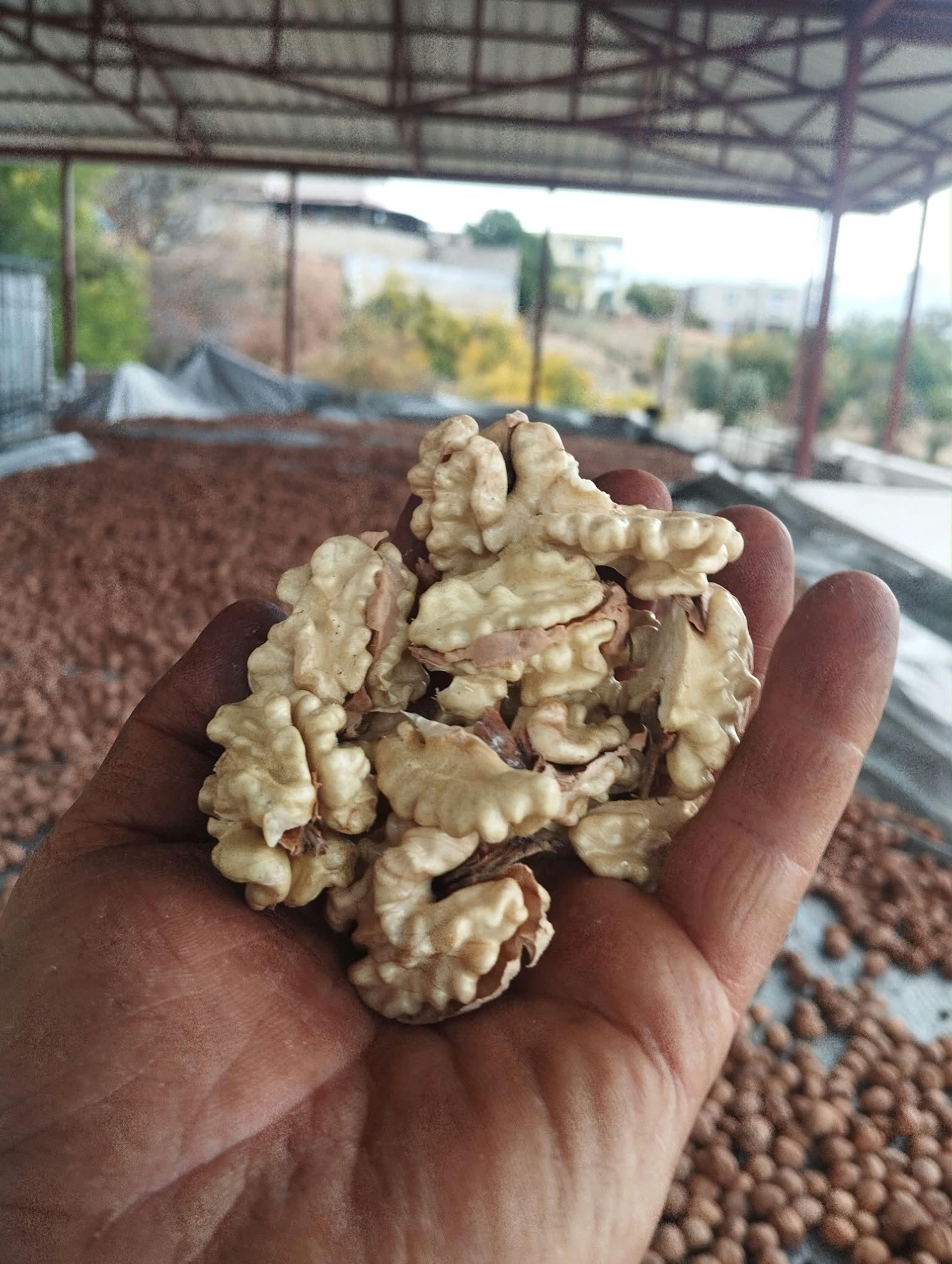 Mersin Mut Satılık Ceviz