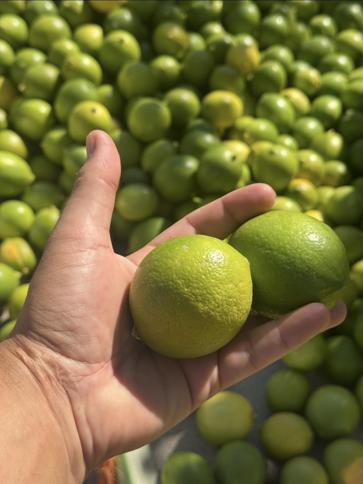 Limon - Deniz Savaş tarafından verilen satılık meyer çeşidi limon  ilanını ve diğer satılık limon ilanlarını tarimziraat.com adresinde bulabilirsiniz