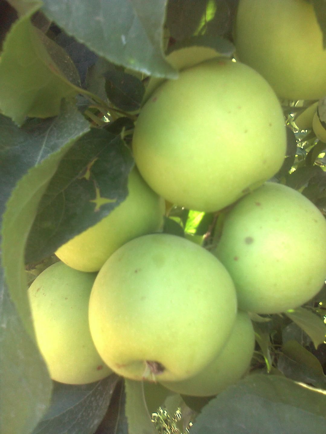 Elma - Tuncer Tunçer tarafından verilen satılık starking delicious çeşidi elma  ilanını ve diğer satılık elma ilanlarını tarimziraat.com adresinde bulabilirsiniz