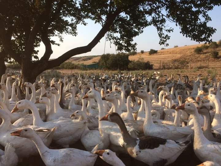 Kaz yumurtası Üretici Cumali Kurt 8 tl fiyat ile 1.000 adet kaz