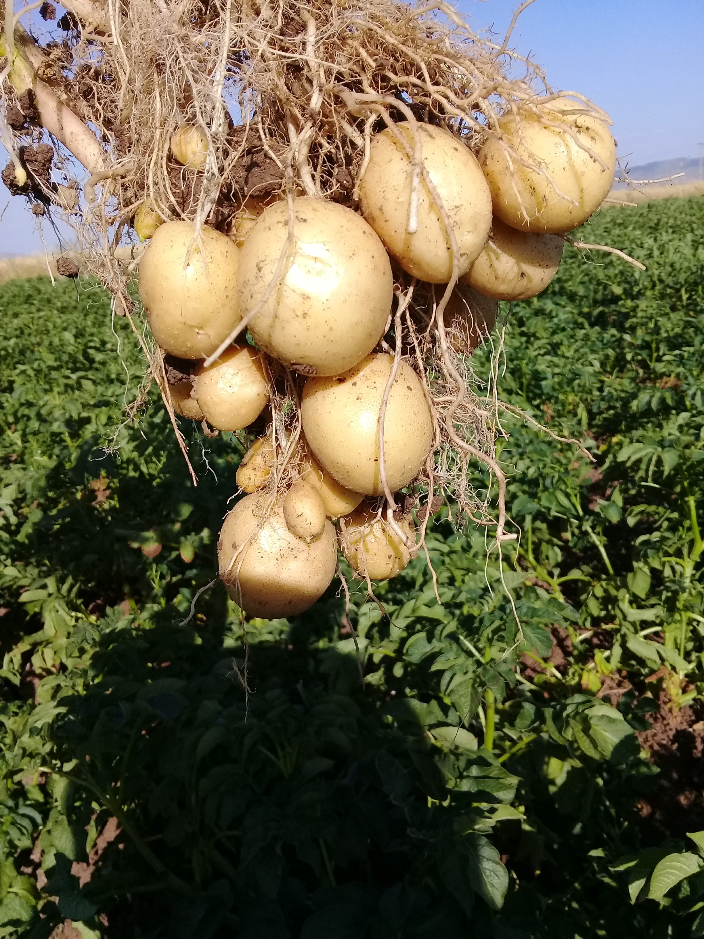 Patates tohumu - Mahmut Bağdiken tarafından verilen satılık agria çeşidi patates tohumu  ilanını ve diğer satılık patates tohumu ilanlarını tarimziraat.com adresinde bulabilirsiniz