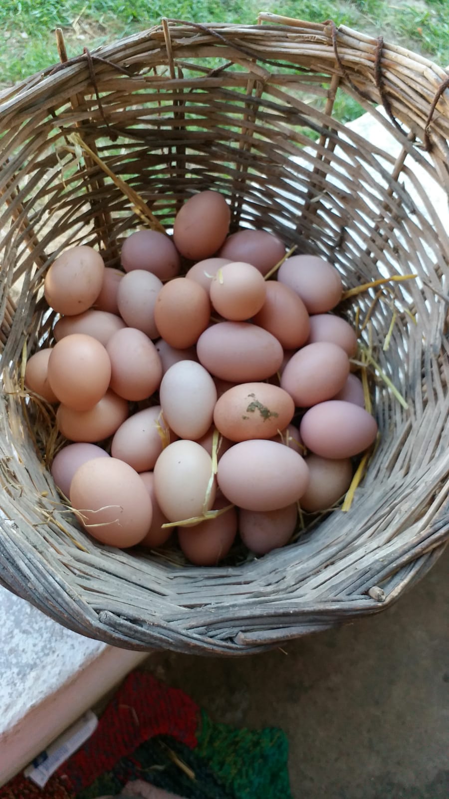 Tavuk yumurtası - Ugur Akin tarafından verilen satılık tavuk yumurtası ilanını ve diğer satılık tavuk yumurtası ilanlarını tarimziraat.com adresinde bulabilirsiniz