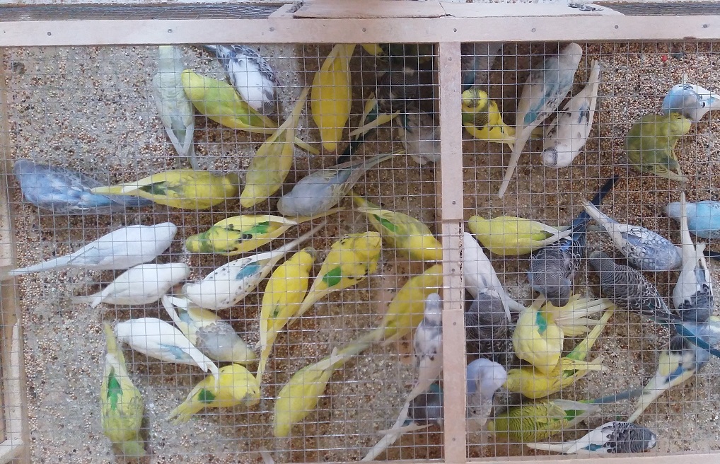 Muhabbet Kuşu - Nazmi Veysel Akdoğan tarafından verilen satılık resesif benekli mor muhabbet kuşu çeşidi muhabbet kuşu  ilanını ve diğer satılık muhabbet kuşu ilanlarını tarimziraat.com adresinde bulabilirsiniz