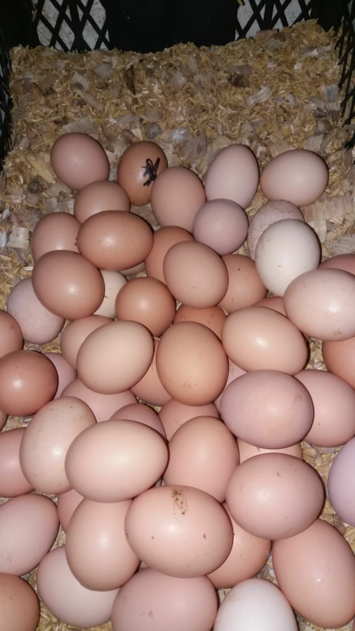 Tavuk yumurtası - Cemil Kundakçi tarafından verilen satılık tavuk yumurtası ilanını ve diğer satılık tavuk yumurtası ilanlarını tarimziraat.com adresinde bulabilirsiniz