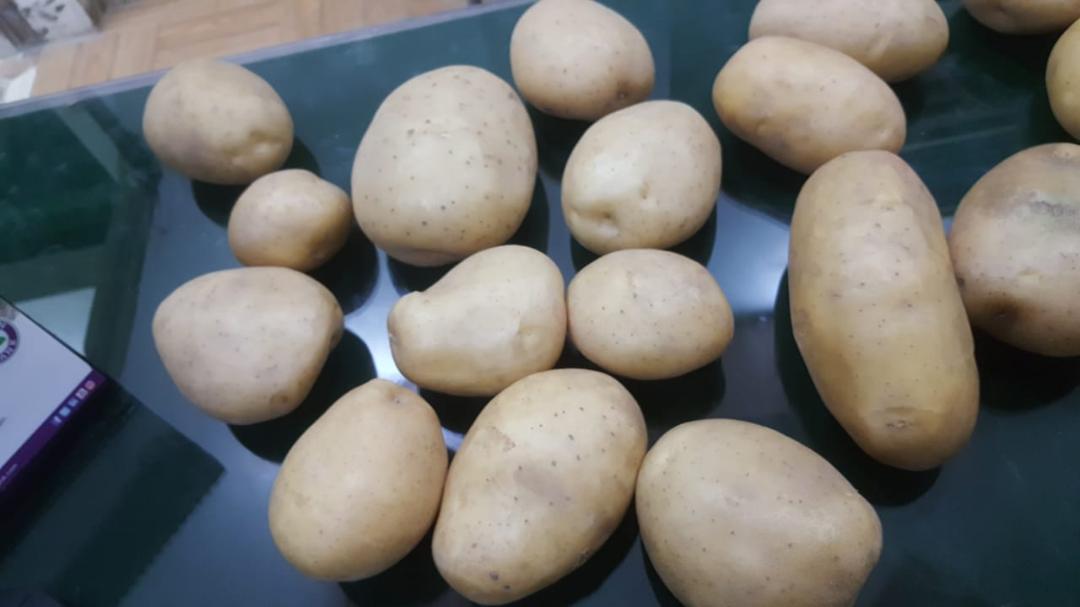 Patates - mesut aydemir tarafından verilen satılık agria çeşidi patates  ilanını ve diğer satılık patates ilanlarını tarimziraat.com adresinde bulabilirsiniz
