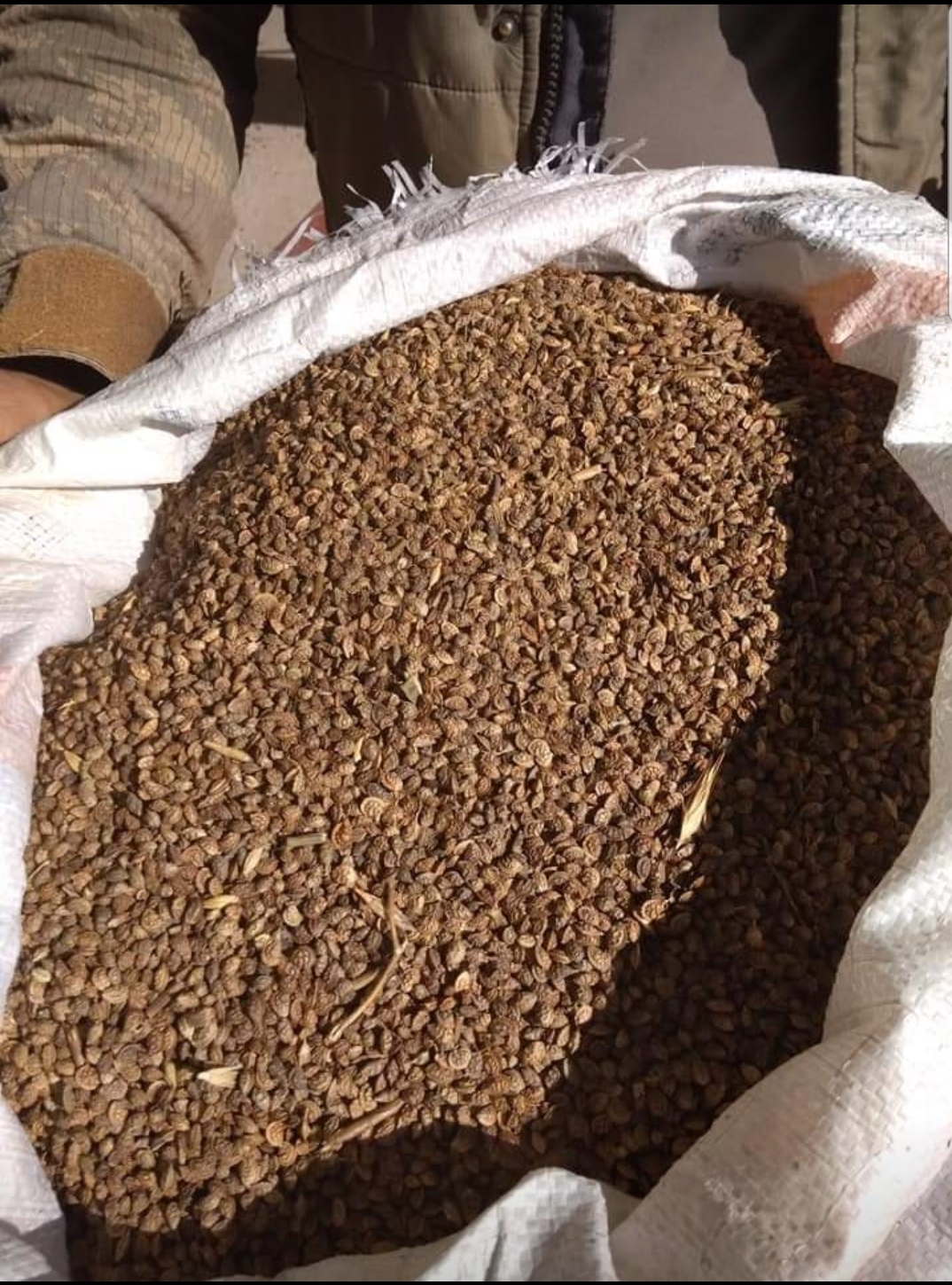 Korunga tohumu - Sencar Taşkıran tarafından verilen satılık korunga tohumu ilanını ve diğer satılık korunga tohumu ilanlarını tarimziraat.com adresinde bulabilirsiniz