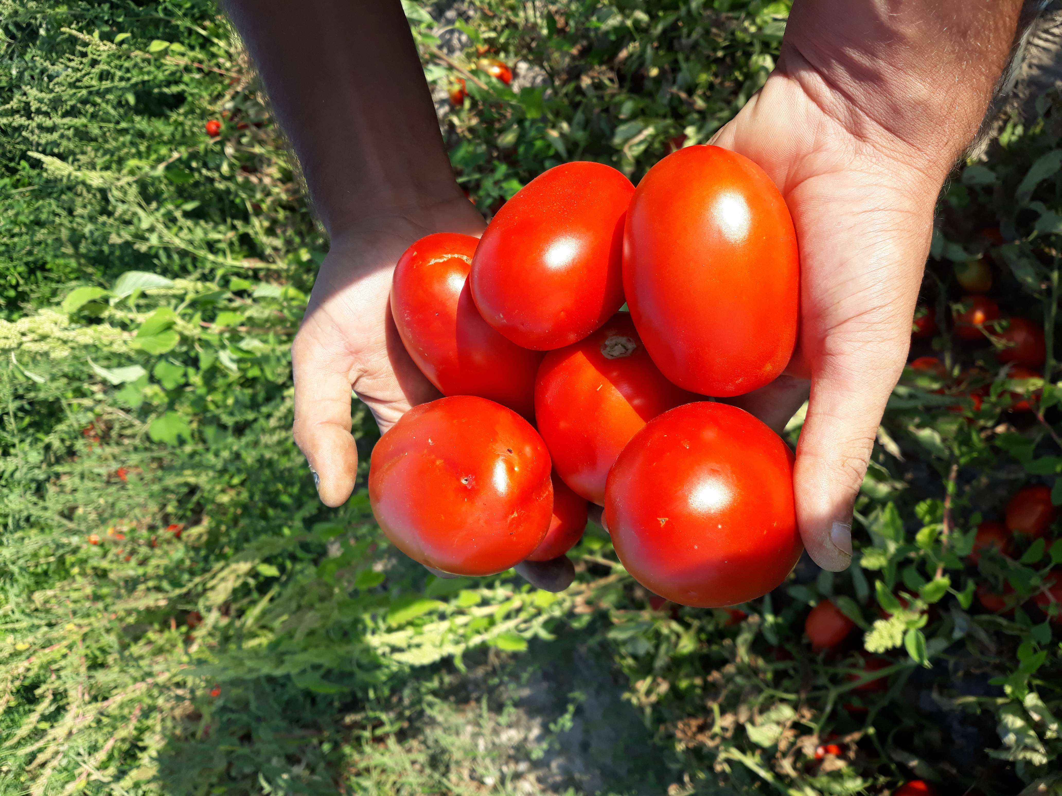 Domates - Serkan Gumuscan tarafından verilen satılık zeplin çeşidi domates  ilanını ve diğer satılık domates ilanlarını tarimziraat.com adresinde bulabilirsiniz