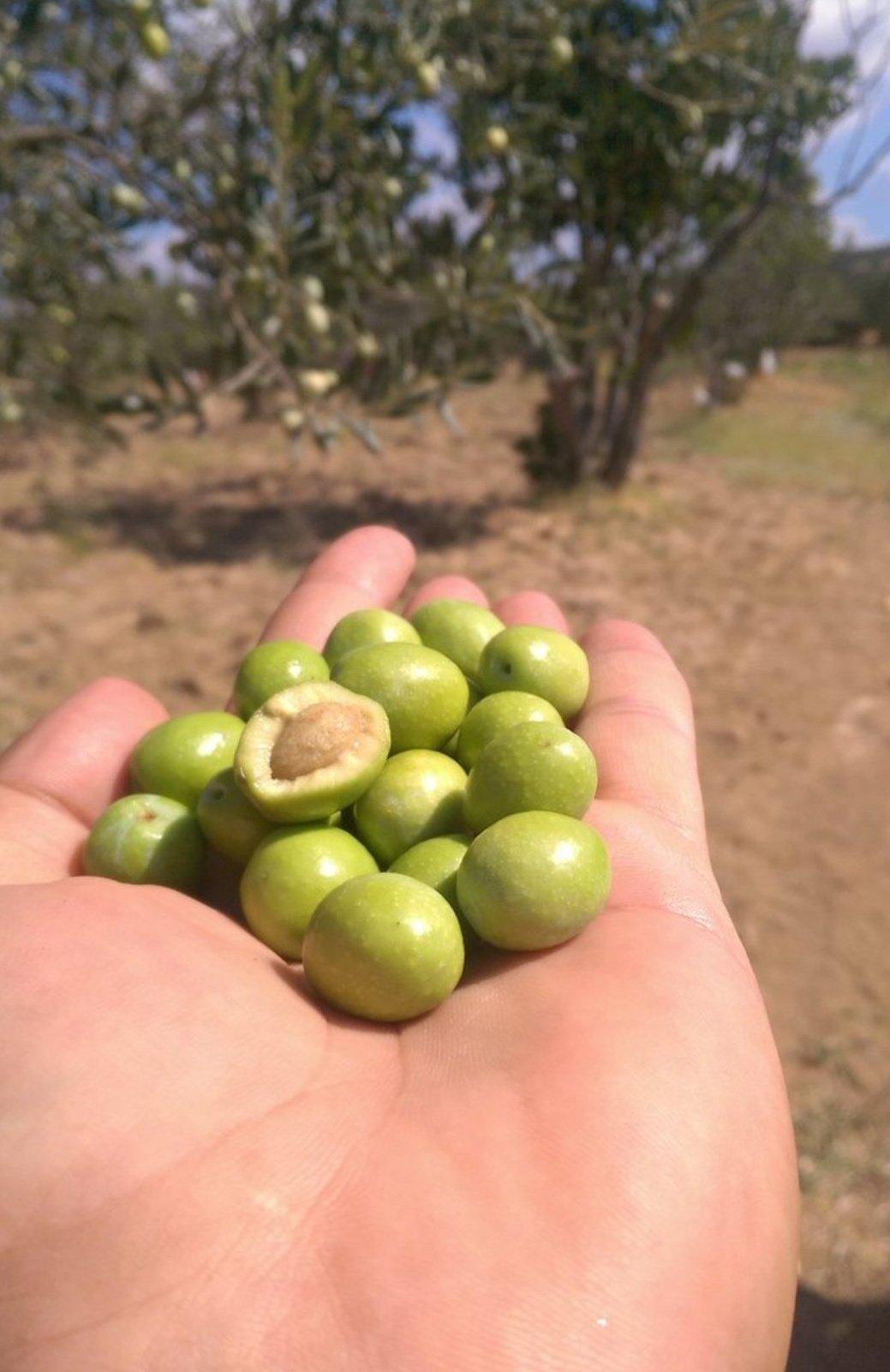 Zeytin - Özgür Günay tarafından verilen satılık siyah salamuralık (tekirdağ) çeşidi zeytin  ilanını ve diğer satılık zeytin ilanlarını tarimziraat.com adresinde bulabilirsiniz