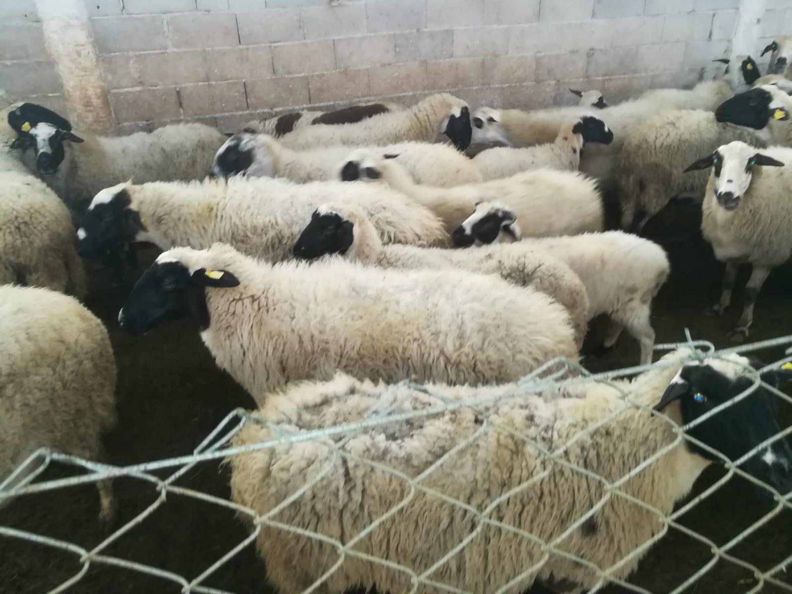 Koyun - Fatih Tunç tarafından verilen satılık sakız çeşidi koyun  ilanını ve diğer satılık koyun ilanlarını tarimziraat.com adresinde bulabilirsiniz