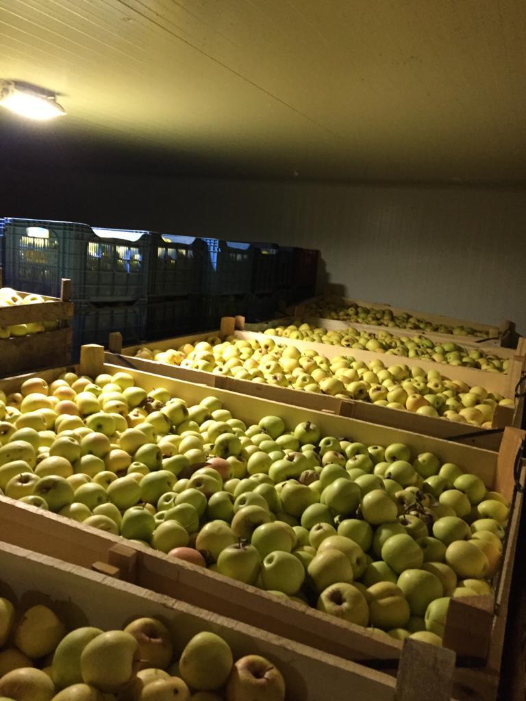 Elma - Tuğba Yıldırım tarafından verilen satılık golden delicious çeşidi elma  ilanını ve diğer satılık elma ilanlarını tarimziraat.com adresinde bulabilirsiniz