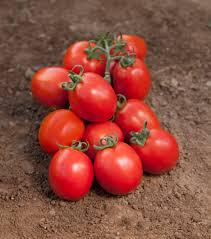 Domates - Ömer Mirza tarafından verilen satılık to-ro f1(aşı anacı) çeşidi domates  ilanını ve diğer satılık domates ilanlarını tarimziraat.com adresinde bulabilirsiniz