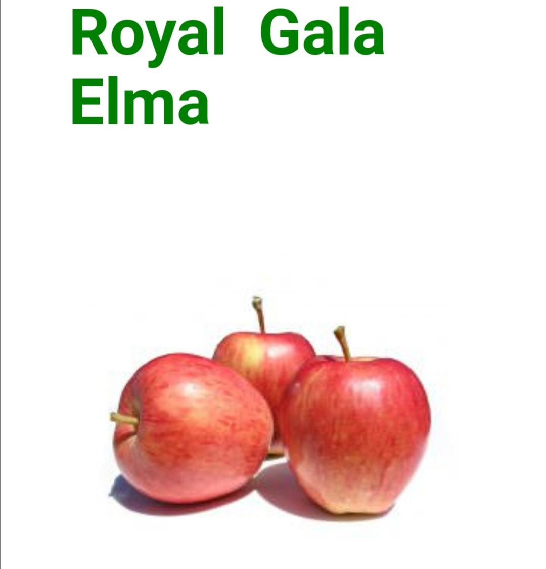 Elma - Eyup Severbas tarafından verilen gala çeşidi elma alım ilanlarını tarimziraat.com adresinde bulabilirsiniz.