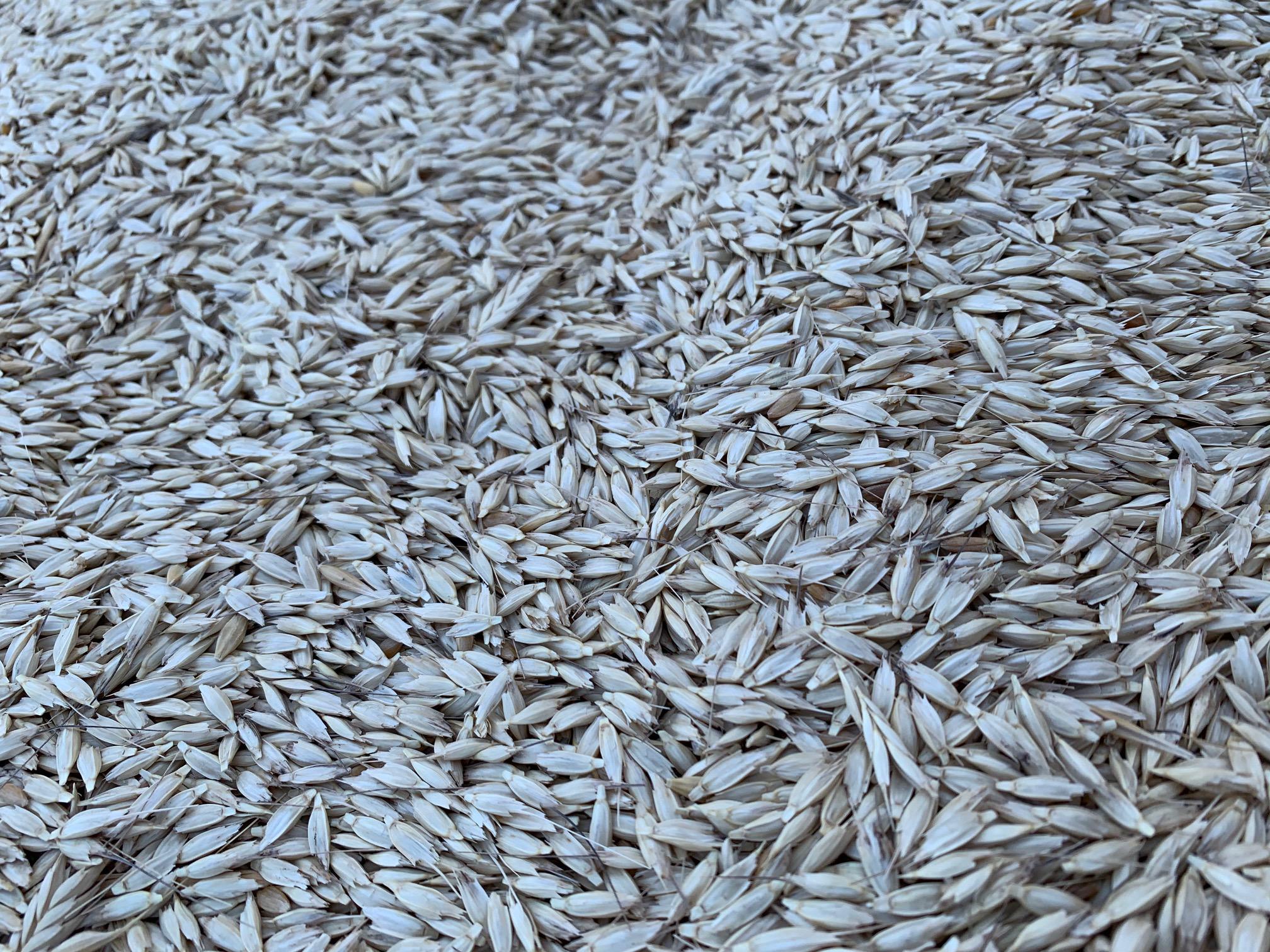 Buğday (Ekmeklik) tohumu - Ümit Erdoğan tarafından verilen satılık buğday (ekmeklik) tohumu ilanını ve diğer satılık buğday (ekmeklik) tohumu ilanlarını tarimziraat.com adresinde bulabilirsiniz