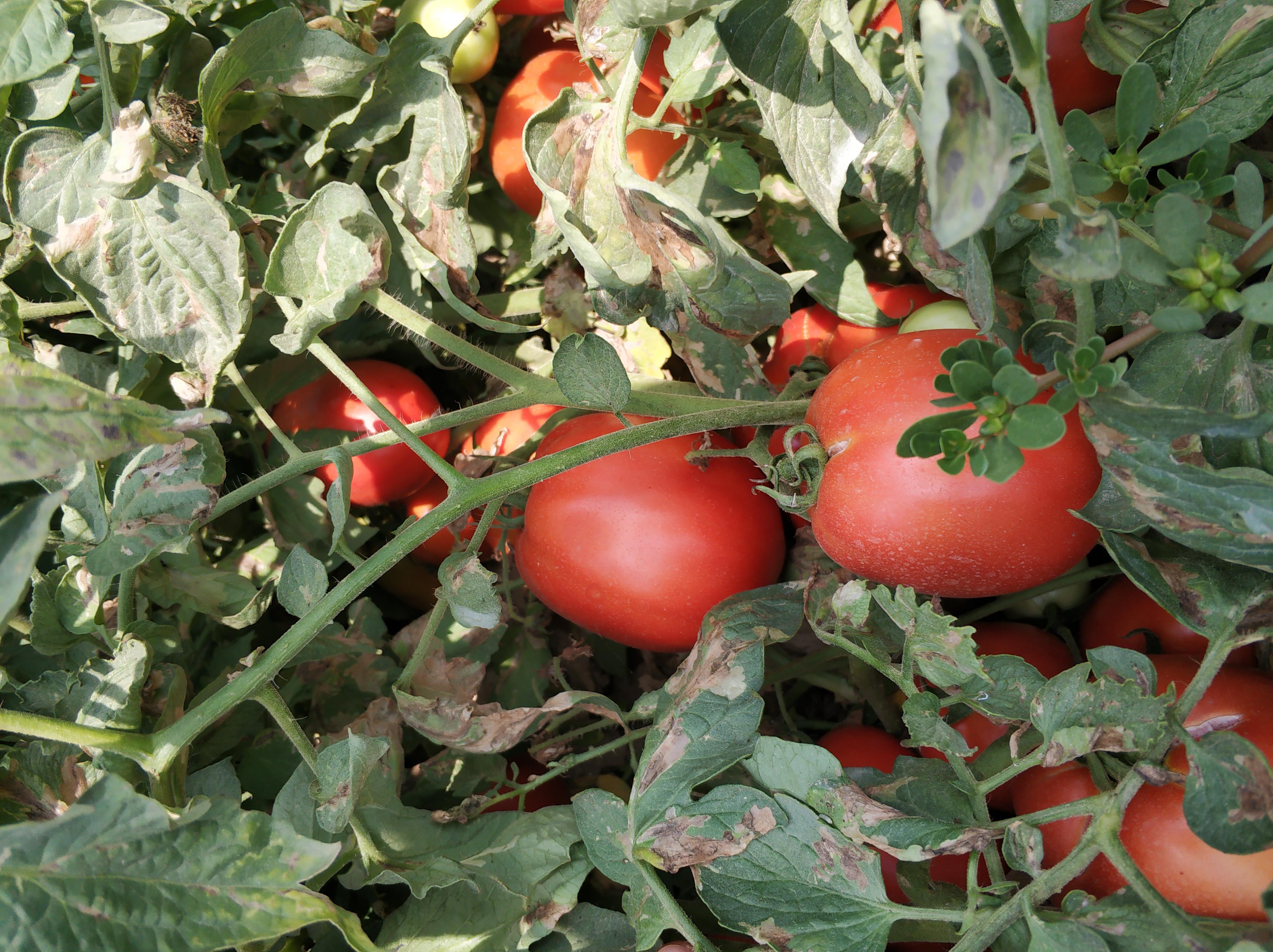 Domates - Mehmet Görüş tarafından verilen satılık sander f1 çeşidi domates  ilanını ve diğer satılık domates ilanlarını tarimziraat.com adresinde bulabilirsiniz