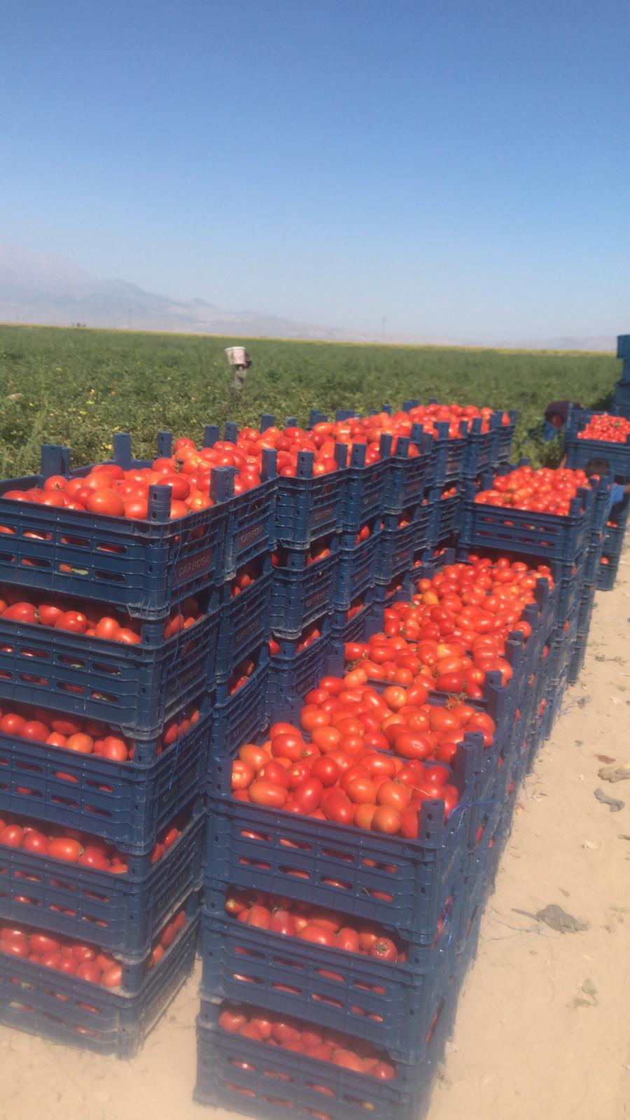 Domates - Ismail Çiftçi tarafından verilen satılık zeplin çeşidi domates  ilanını ve diğer satılık domates ilanlarını tarimziraat.com adresinde bulabilirsiniz