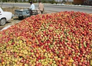 Elma - Muhammed Celaleddin Akyürek tarafından verilen elma alım ilanını ve diğer elma alım ilanlarını tarimziraat.com adresinde bulabilirsiniz