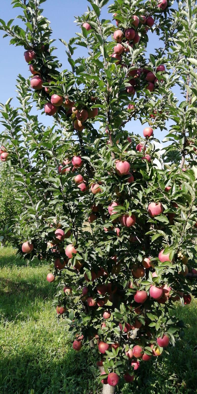 Elma - Ali Tunc tarafından verilen satılık elma ilanını ve diğer satılık elma ilanlarını tarimziraat.com adresinde bulabilirsiniz