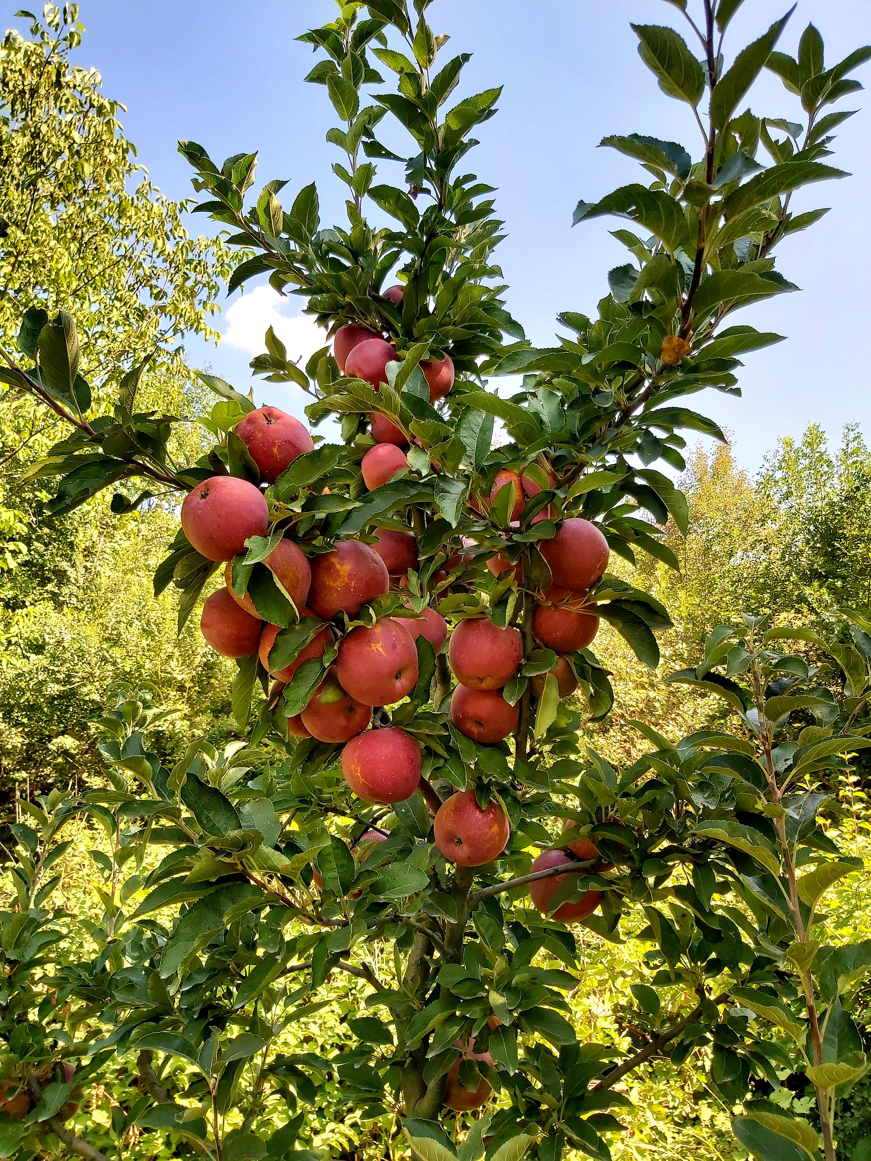 Elma - Ali Oruç tarafından verilen satılık elma ilanını ve diğer satılık elma ilanlarını tarimziraat.com adresinde bulabilirsiniz