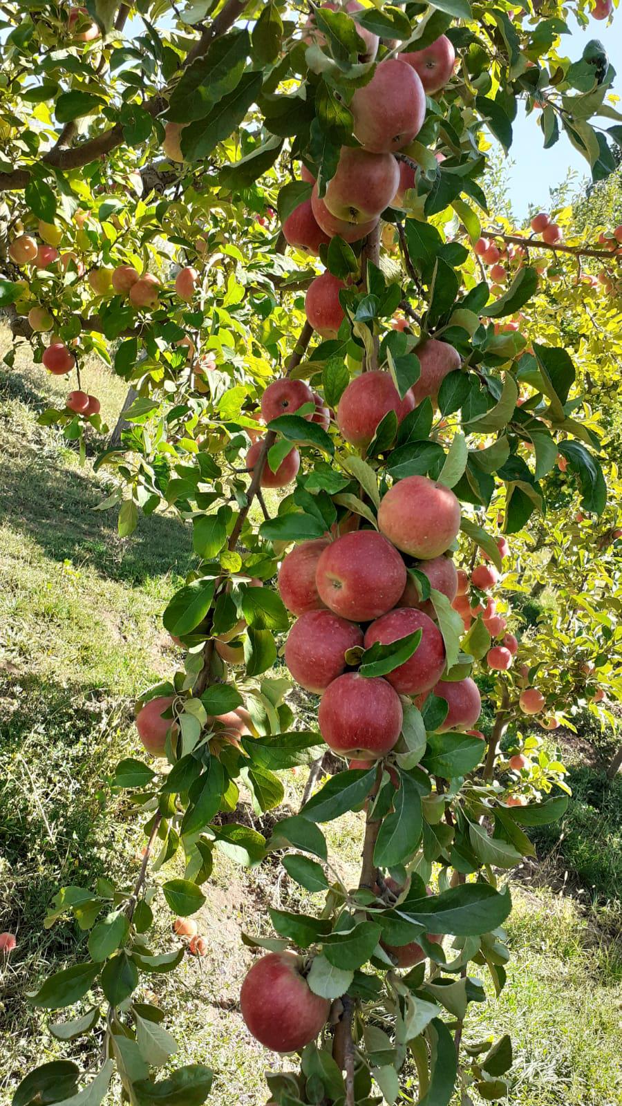 Elma - Muammer Ince tarafından verilen satılık elma ilanını ve diğer satılık elma ilanlarını tarimziraat.com adresinde bulabilirsiniz