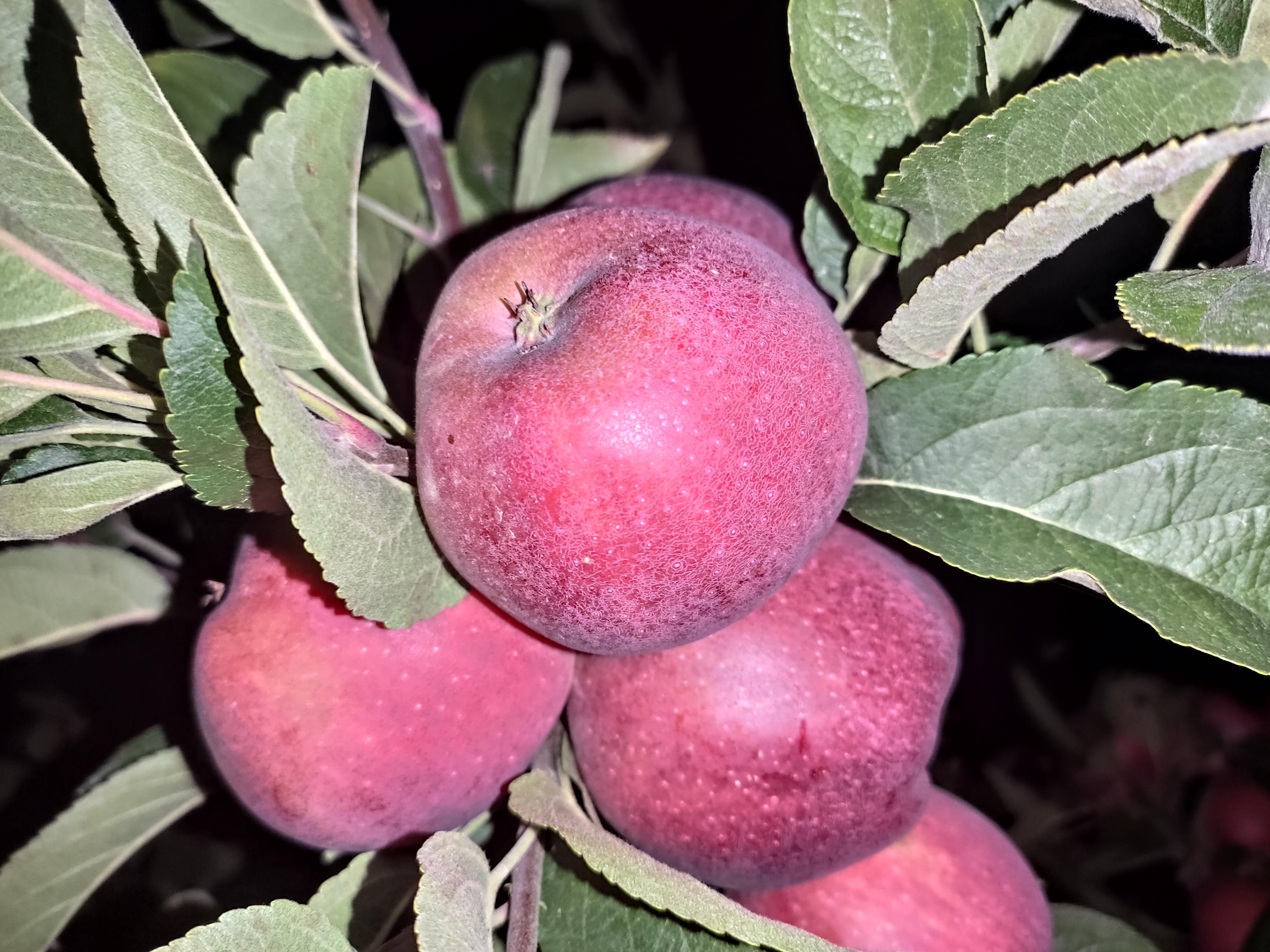 Elma - Yüksel Özalp tarafından verilen satılık starking delicious çeşidi elma  ilanını ve diğer satılık elma ilanlarını tarimziraat.com adresinde bulabilirsiniz