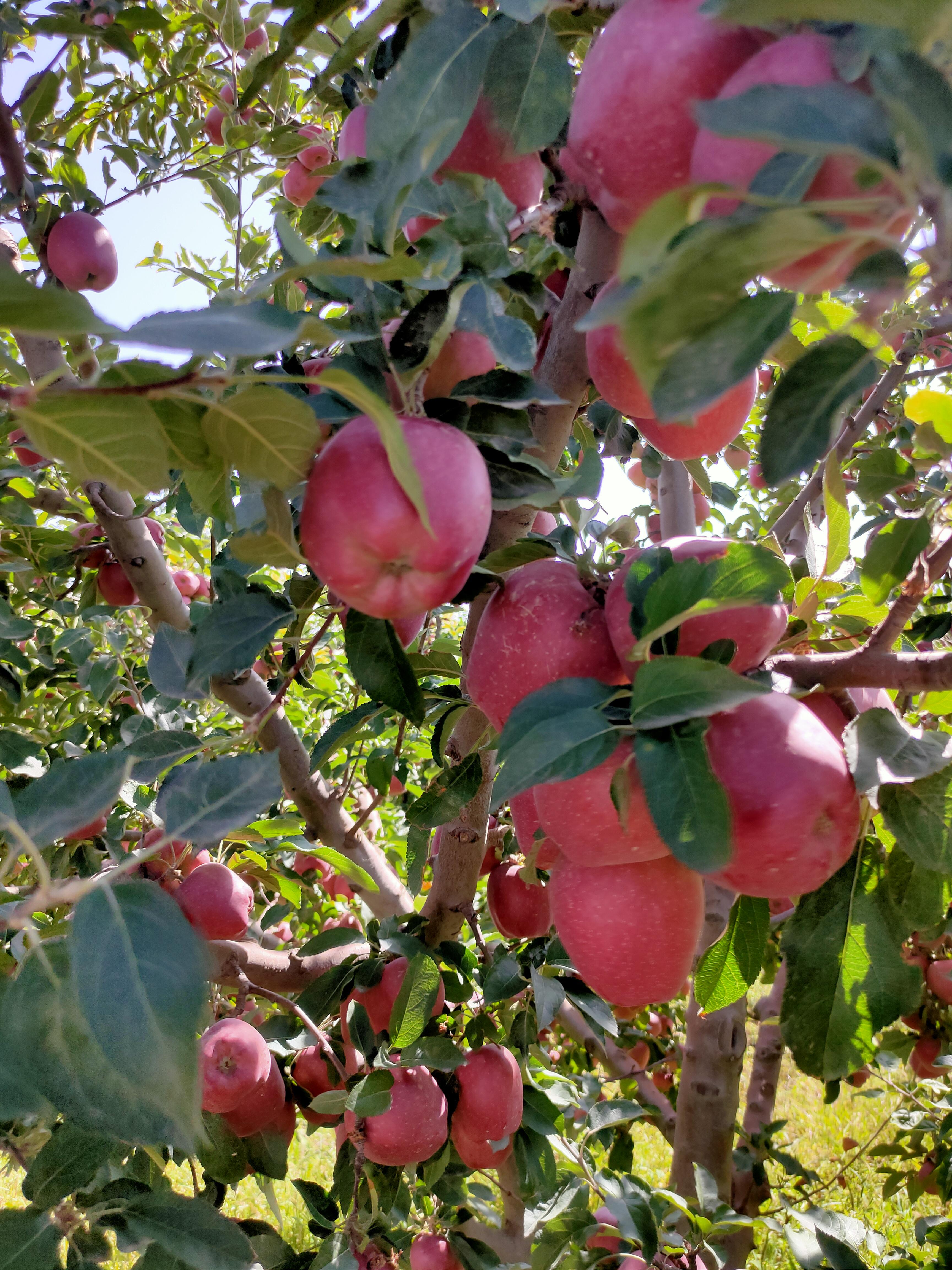 Elma - Aykut Elmaci tarafından verilen satılık starkrimson delicious çeşidi elma  ilanını ve diğer satılık elma ilanlarını tarimziraat.com adresinde bulabilirsiniz
