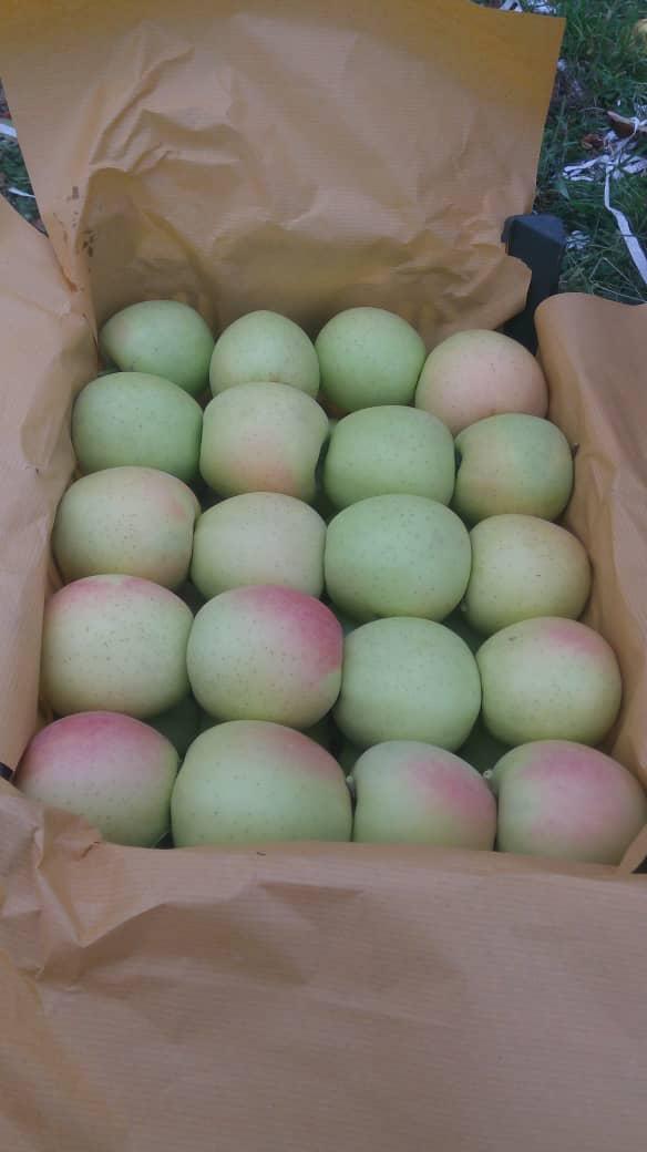 Elma - Ali Ghardashi tarafından verilen satılık mm 106 çeşidi elma  ilanını ve diğer satılık elma ilanlarını tarimziraat.com adresinde bulabilirsiniz