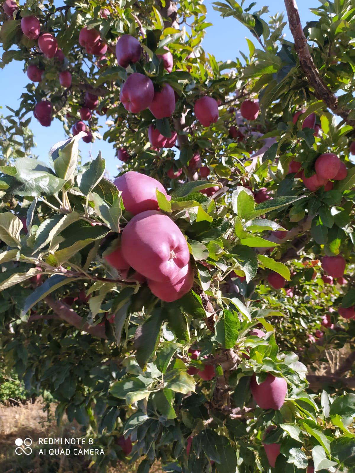 Elma - Barıs Barıs tarafından verilen satılık red chıef çeşidi elma  ilanını ve diğer satılık elma ilanlarını tarimziraat.com adresinde bulabilirsiniz