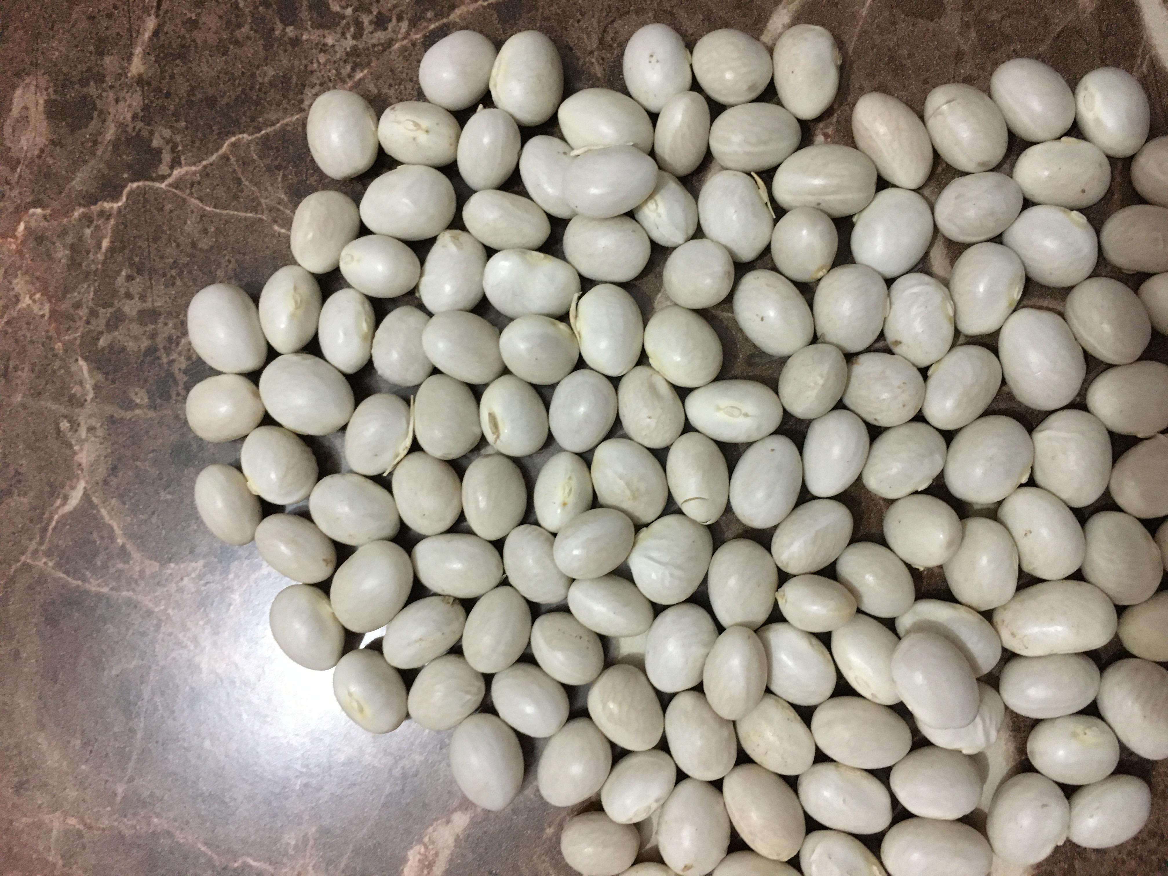 Fasulye (kuru) - Celal Arslan tarafından verilen satılık akşeker çeşidi fasulye (kuru)  ilanını ve diğer satılık fasulye (kuru) ilanlarını tarimziraat.com adresinde bulabilirsiniz