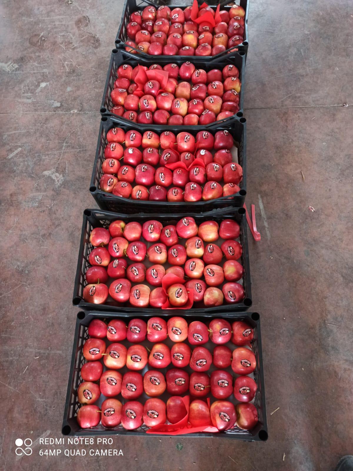 Elma - Ali Sarman tarafından verilen satılık gala çeşidi elma  ilanını ve diğer satılık elma ilanlarını tarimziraat.com adresinde bulabilirsiniz