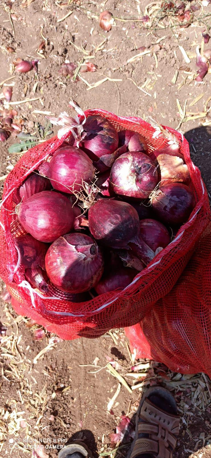 Kuru Soğan tohumu - Ali Ak tarafından verilen satılık çorum çeşidi kuru soğan tohumu  ilanını ve diğer satılık kuru soğan tohumu ilanlarını tarimziraat.com adresinde bulabilirsiniz