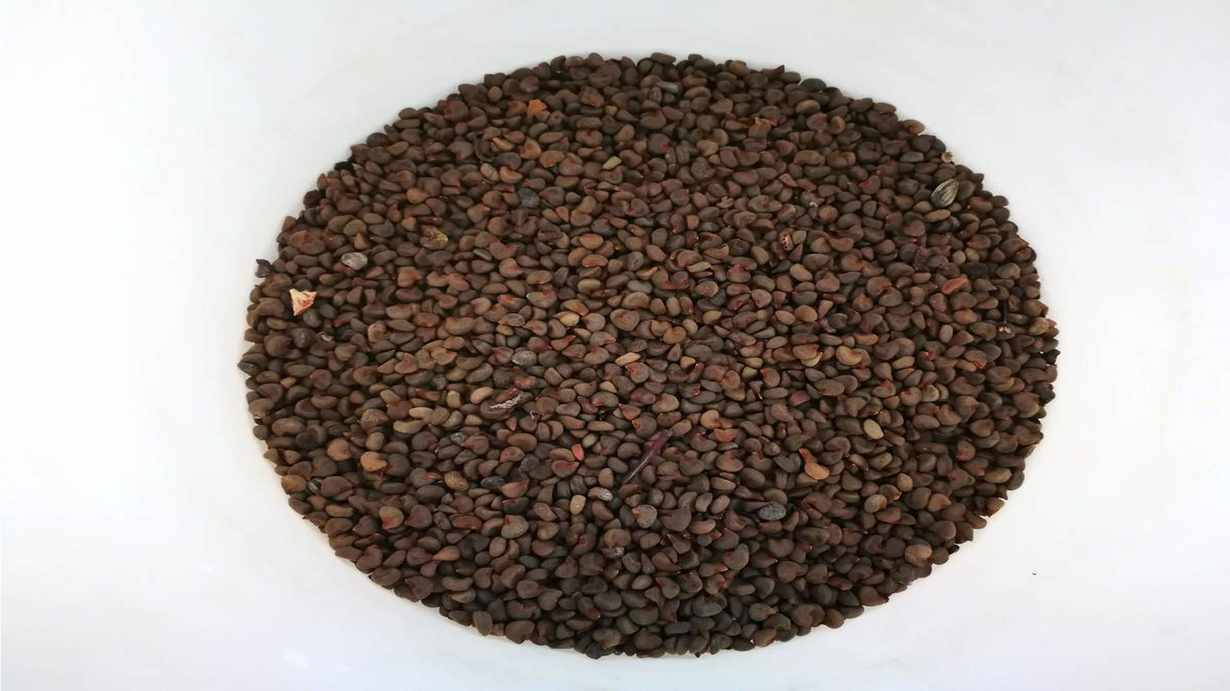 Bamya tohumu fiyatları,Bamya tohumu piyasası, Bamya tohumu resmi