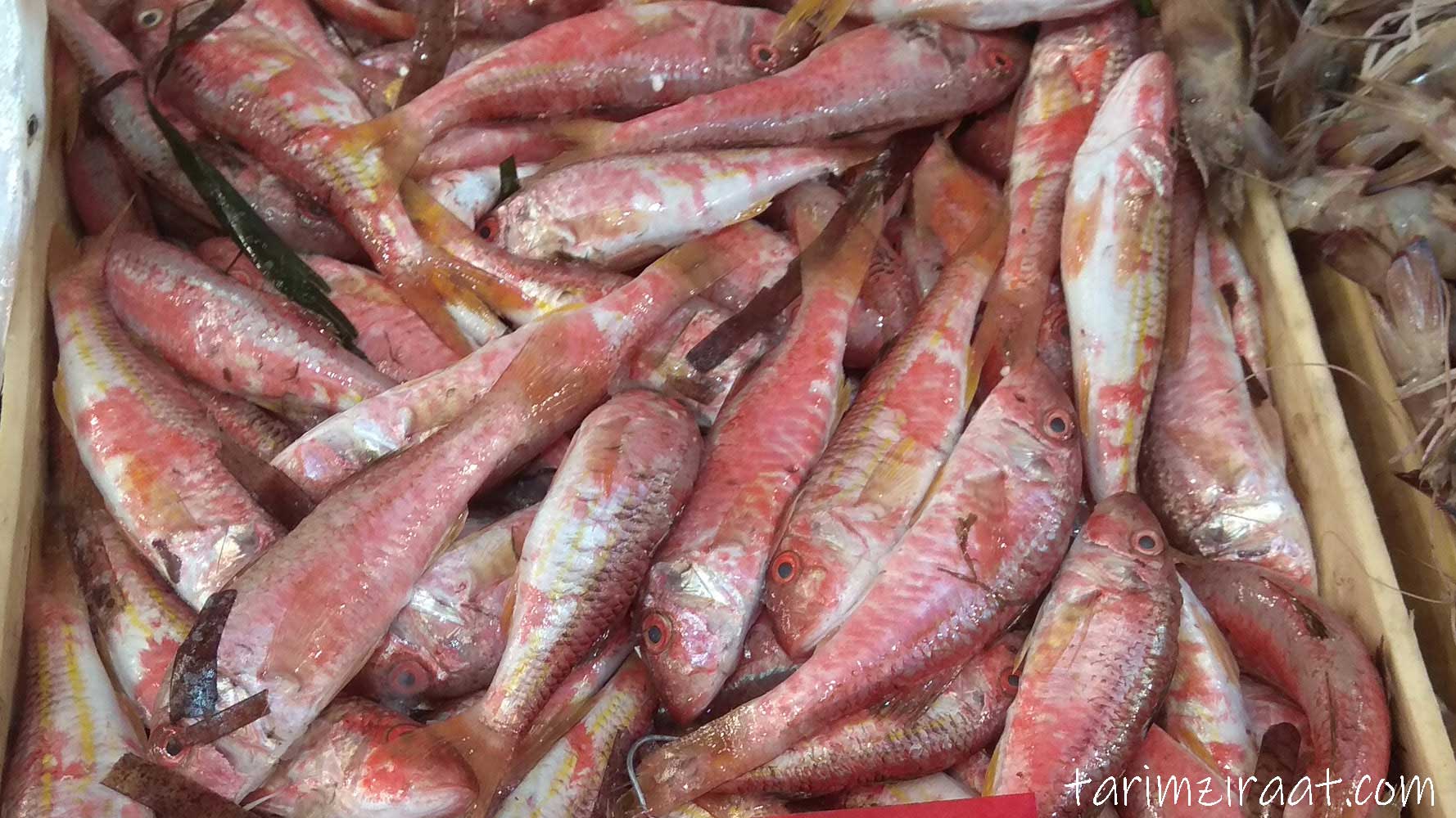 Barbun balığı fiyatları,Barbun balığı piyasası, Barbun balığı resmi