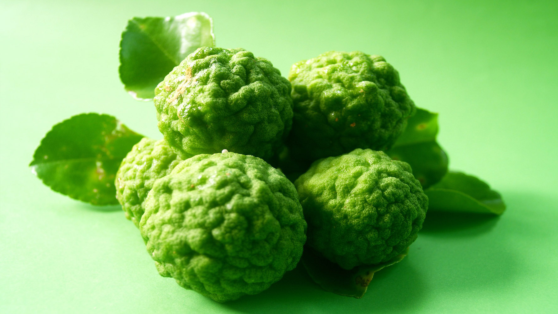 Bergamot sayfası, Bergamot resmi