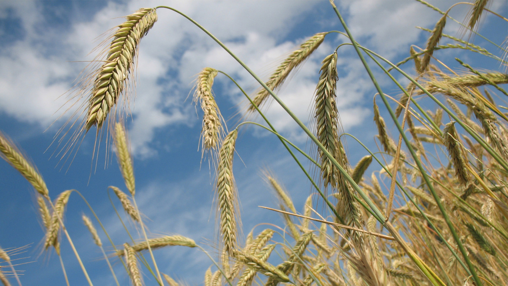 Buğday (Ekmeklik) sayfası, Buğday (Ekmeklik) resmi