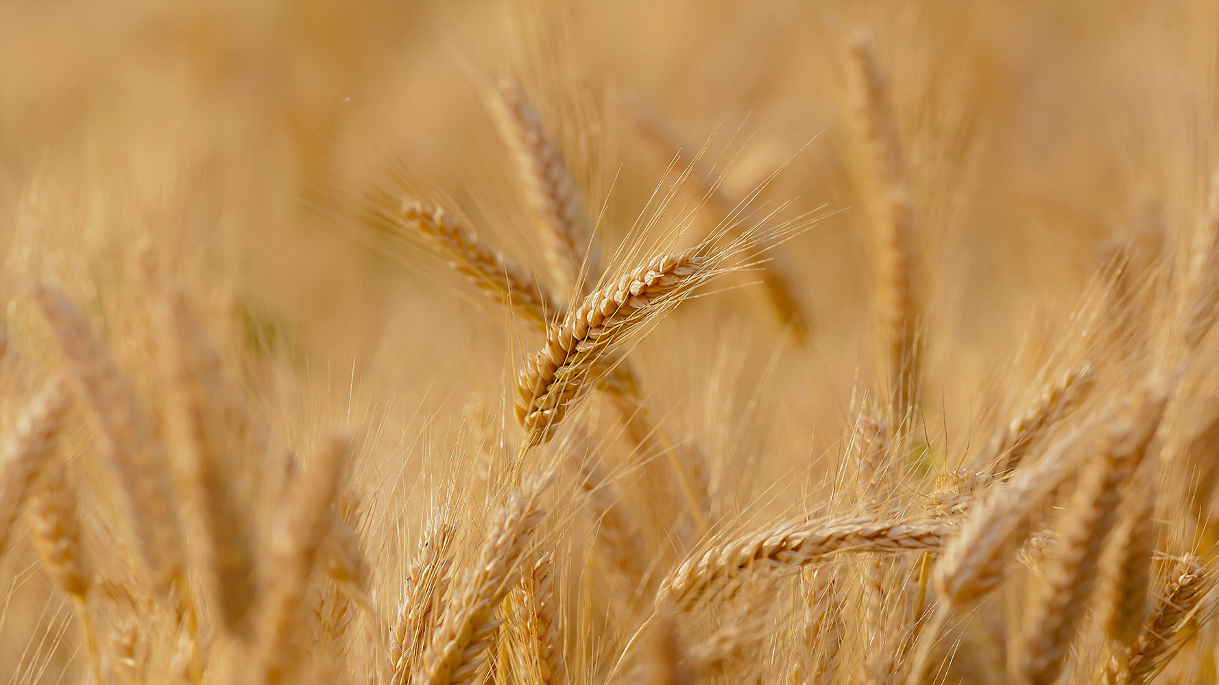 Buğday (Makarnalık) sayfası, Buğday (Makarnalık) resmi