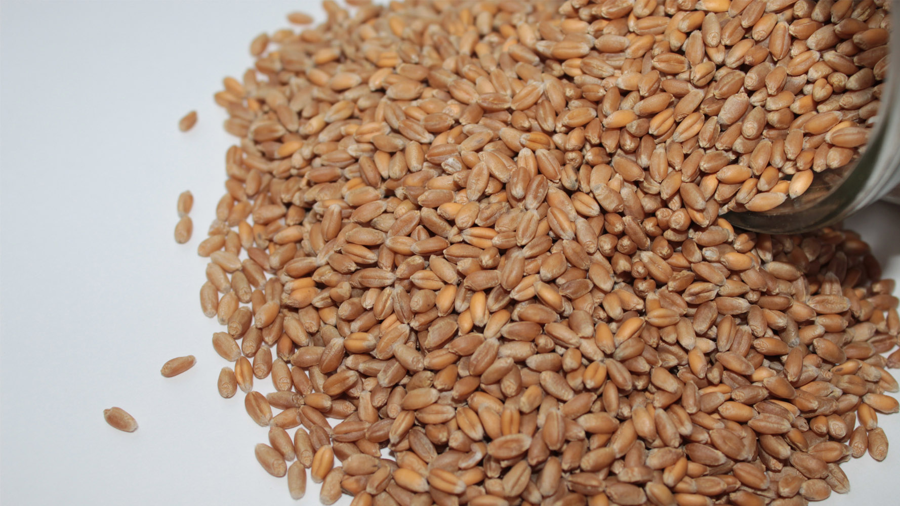 Buğday (Ekmeklik) tohumu sayfası, Buğday (Ekmeklik) tohumu resmi