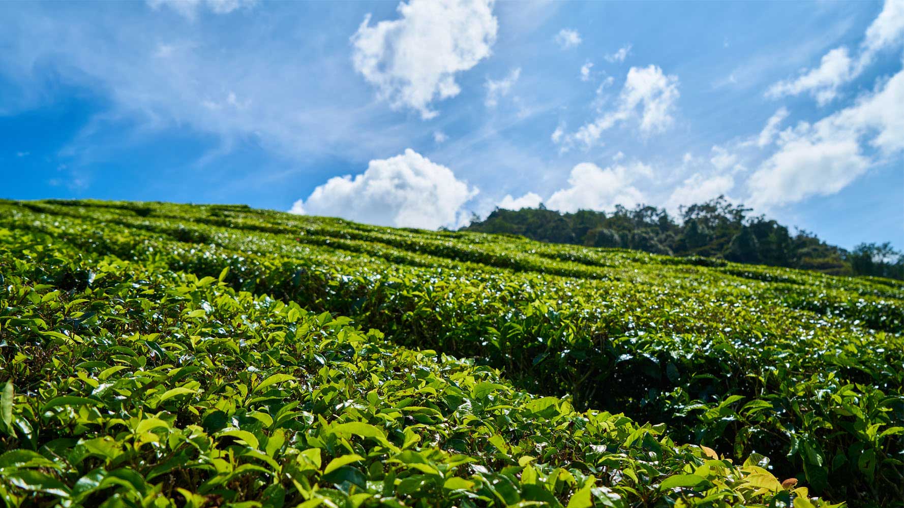 Çay fiyatları,Çay piyasası, Çay resmi