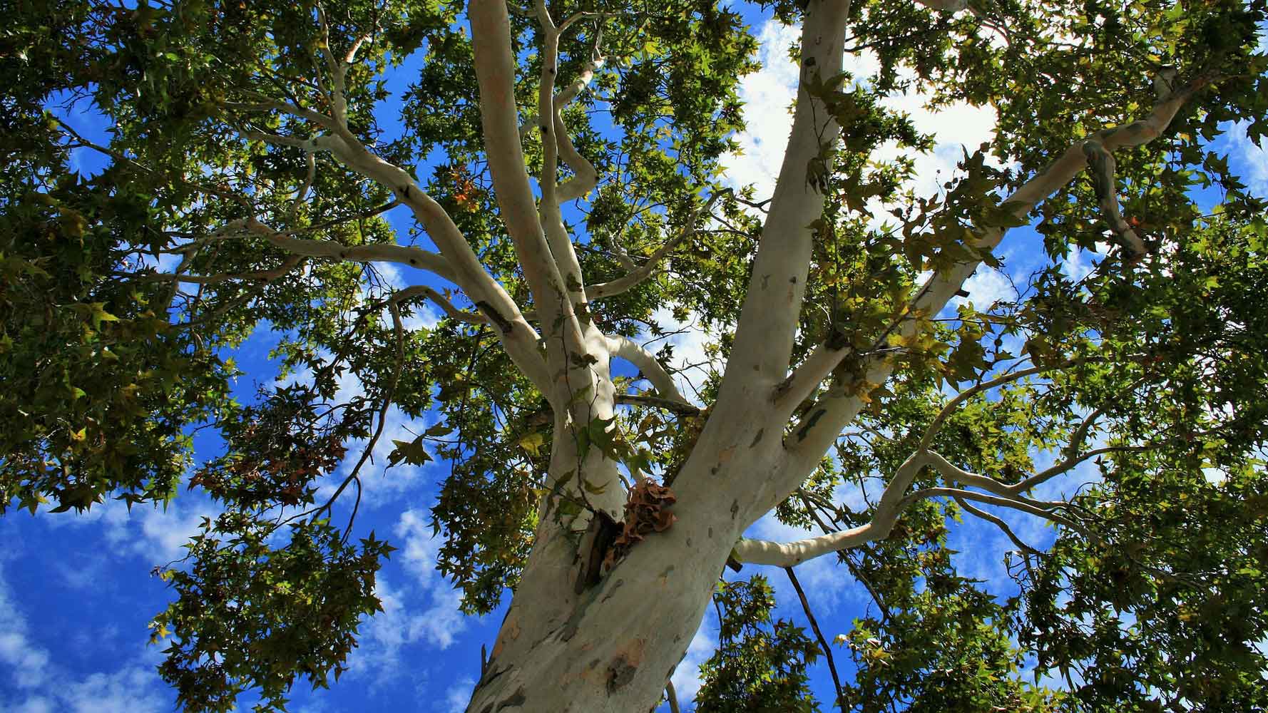 Çınar ağacı sayfası, Çınar ağacı resmi
